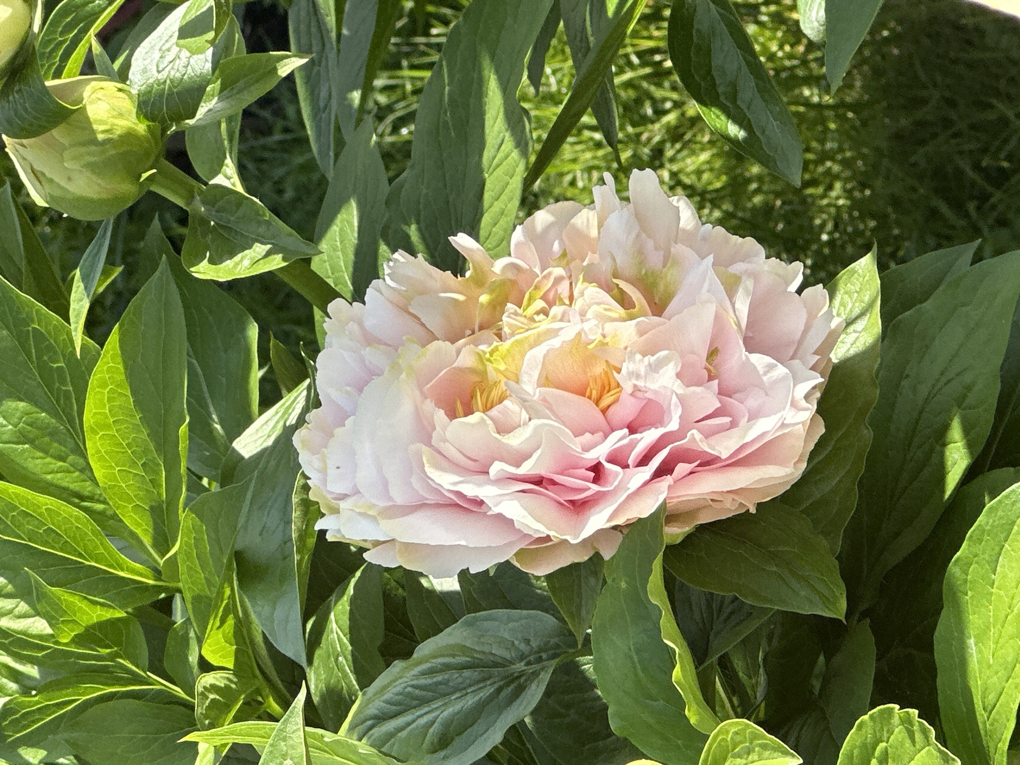 The image depicts a large, light pink and yellow peony flower in full bloom, surrounded by lush green foliage. A closed flower bud is visible to the left of the open blossom. The leaves are veined and show variations in color due to sunlight. The scene is likely set outdoors in a garden, on a sunny day. There is no information available to determine if the image was taken in the city of Oryol, Russia. No people, actions, or interactions are visible in the image.