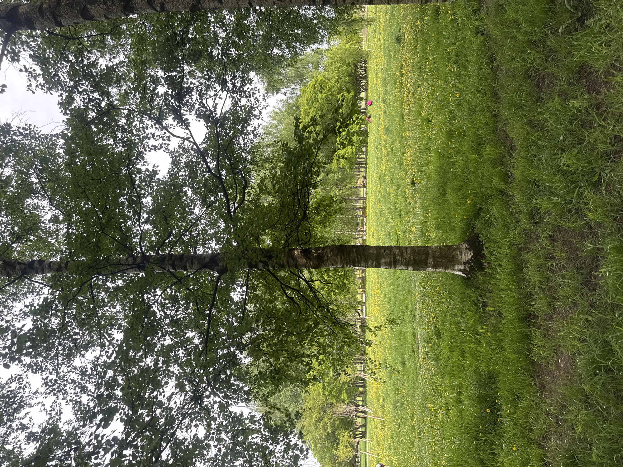 The image depicts a serene outdoor scene within a park, viewed from a low angle beneath the canopy of a large tree. A prominent tree, likely a birch, with light-colored, textured bark, dominates the left side of the frame. Its dense green foliage and branches fill the upper and left portions, seen against an overcast, bright sky.
To the right, a wide expanse of lush green grass stretches into the distance. This field is abundantly dotted with numerous small yellow flowers, characteristic of dandelions or buttercups, suggesting springtime or early summer. A darker, somewhat worn strip runs through the grass closer to the foreground, indicating a path or frequently trodden area.
In the mid-ground, a line of other green trees and a subtle fence delineate the far edge of the field. A small, distant figure, possibly a child, is visible in the field, distinguished by a bright pink top.
The lighting is soft and diffused, indicating an overcast daytime, contributing to a peaceful and natural atmosphere. No harsh shadows are present. The scene evokes a tranquil setting in a green urban space, consistent with parks found in Saint Petersburg, Russia. There is no visible text.