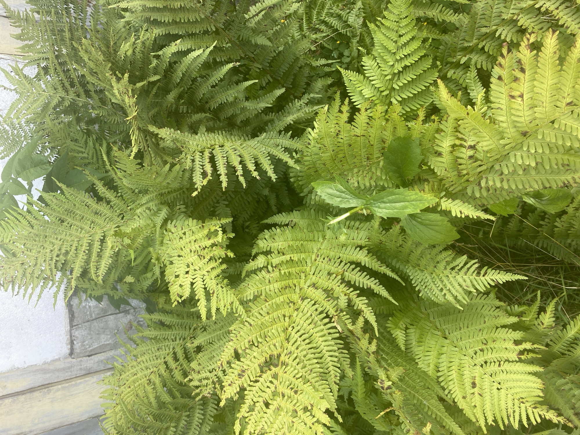 A close-up, overhead view shows a dense cluster of vibrant green ferns. Some fronds are a lighter, almost yellow-green, while others are a deeper green. Sporadic dark brown spots are visible on the lighter fronds, suggesting possible sporulation or browning. In the upper left corner, a sliver of a weathered, light-colored wooden structure is visible, with a textured, off-white wall next to it, likely part of an exterior building. The ferns are the dominant subject, filling the frame with their intricate, feathery patterns. The setting appears to be outdoors in an area with lush vegetation, possibly near a building. The location of Воўчынскі сельскі Савет, Belarus is noted, implying a rural or semi-rural environment. There are no people or animals visible in the image. The overall impression is one of natural growth and subtle signs of plant life cycles.