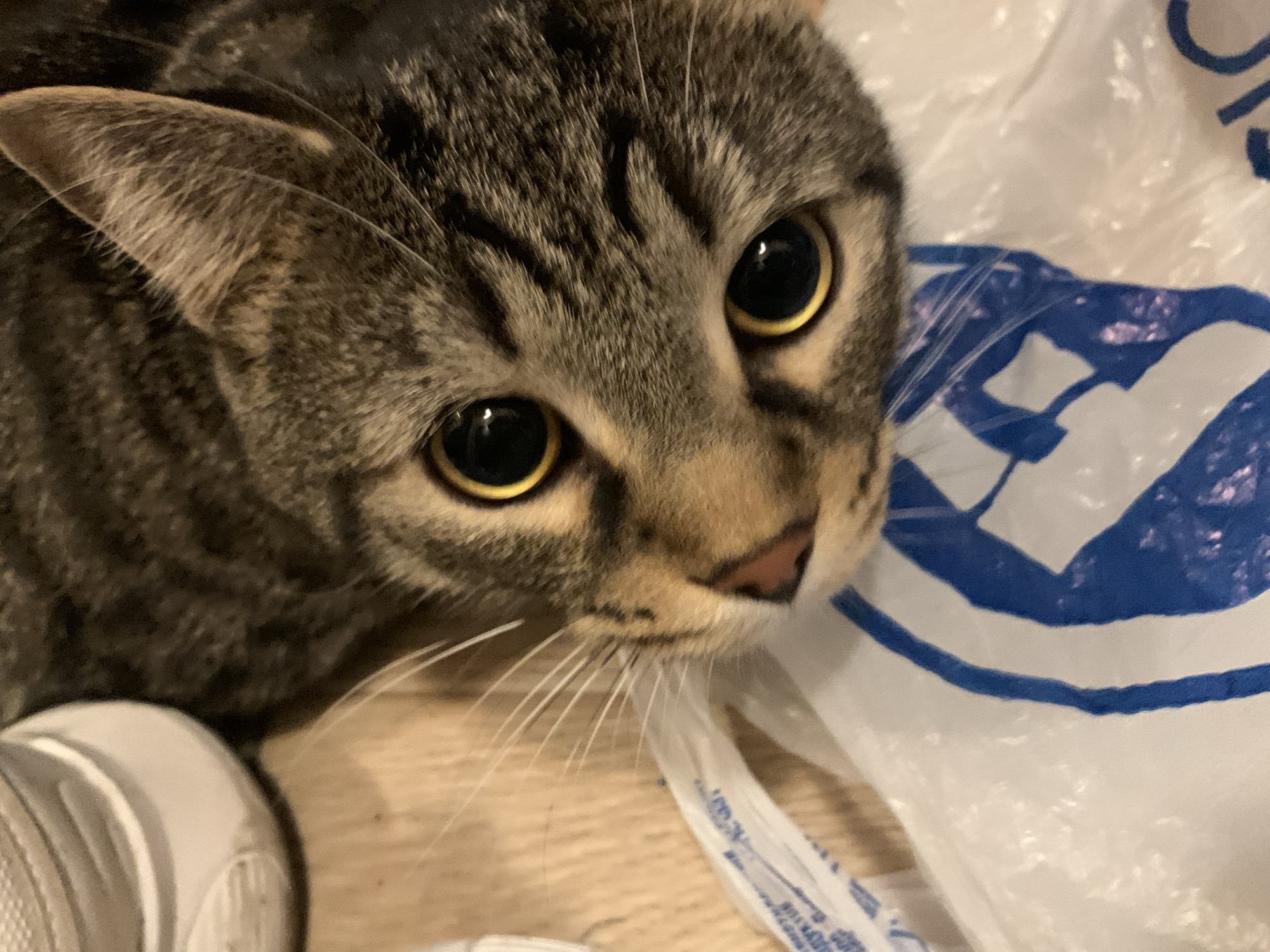 A close-up, indoor shot features a tabby cat with golden-yellow eyes. The cat is positioned near a white plastic shopping bag with blue graphics. A portion of a white sneaker is visible in the lower-left corner of the frame. No people are visible. The background is light-colored, possibly a wooden surface. There is no information in the image to suggest that this photo was taken in Stavropol, Russia.