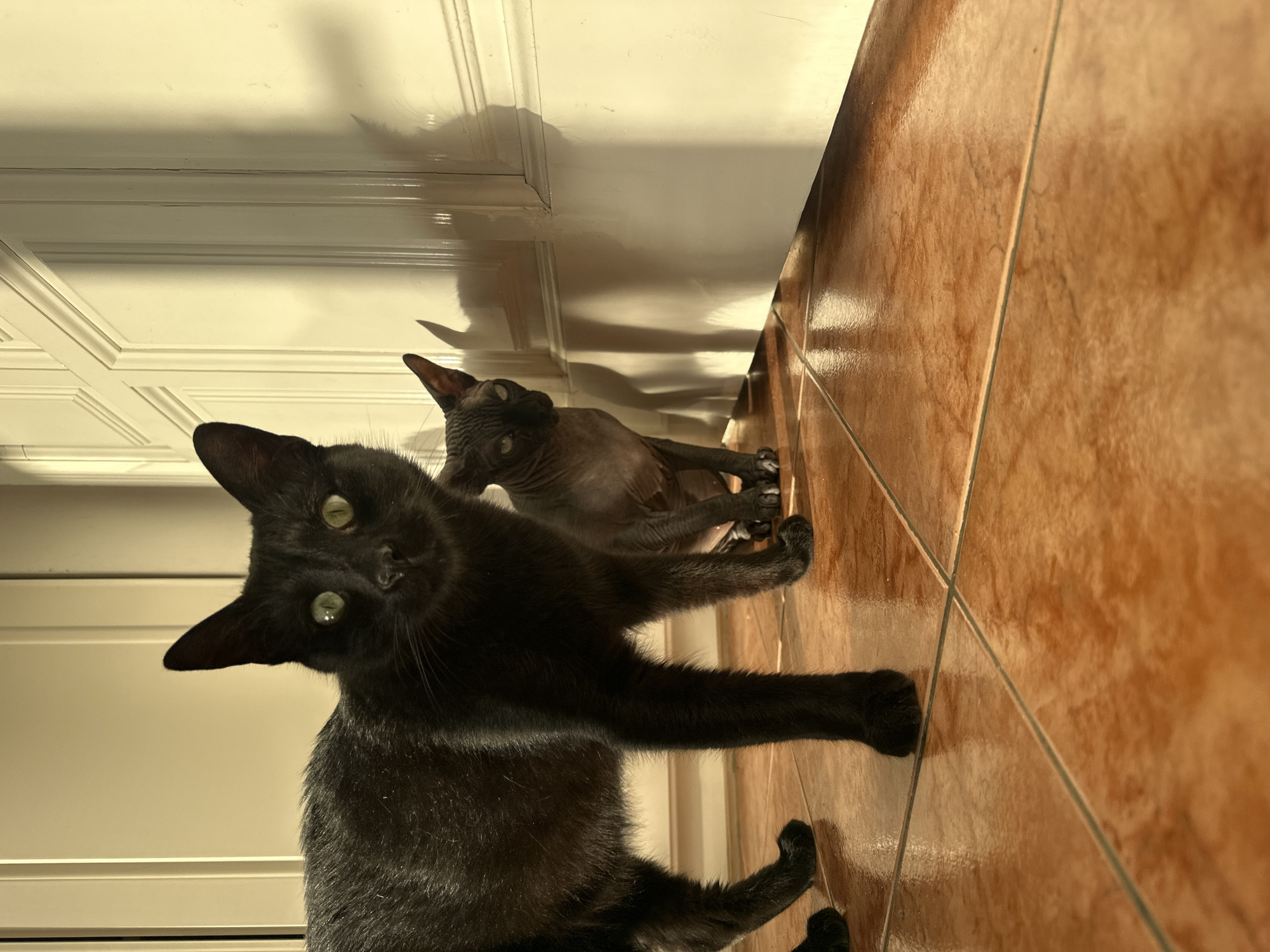 A black cat with green eyes is in the foreground, facing the camera with its paws extended. In the background, a hairless cat (possibly a Sphynx) sits, slightly out of focus. Both cats are on a tiled floor with a light brown, terracotta-like color. The floor abuts a white door. The scene's location and specific context within Budva, Montenegro, are not identifiable from the image.