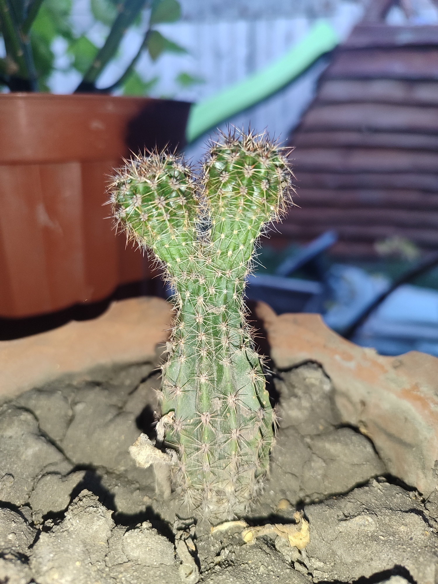 A small, green cactus with two main stems, resembling a heart shape, stands in a terracotta pot filled with dry, cracked soil. The cactus is covered in sharp, brown spines. In the background, out of focus, is a brown pot containing another plant with green stems and leaves. Behind that, a wooden fence-like structure is visible, along with what appears to be a blue plastic object. The scene is dimly lit, suggesting it may be outdoors in the evening or indoors with artificial lighting. There are no people present in the image. This scene is not specifically indicative of any particular location within the city of Novosamarka, Ukraine, or any other city.