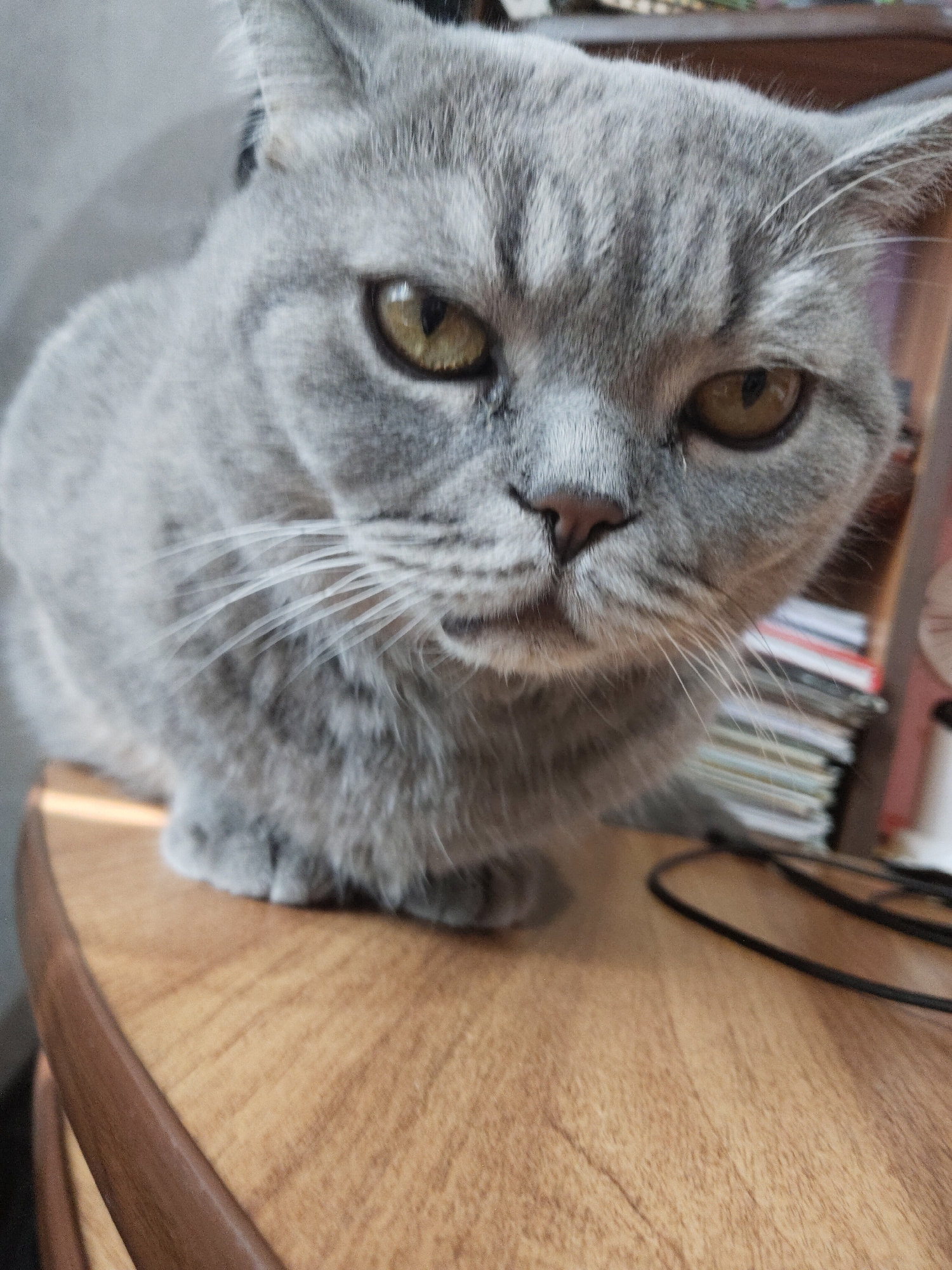 A medium shot captures a British Shorthair cat from the chest up, sitting on a wooden surface. The cat's fur is a solid gray, with darker gray tabby markings on its forehead and around its eyes. Its large, round eyes are a striking yellow-amber color, and it has a short, black nose. Long white whiskers extend from its snout. The cat is looking directly at the camera with an intense gaze. The wooden surface beneath the cat is light brown with visible grain. In the background, out of focus, are stacks of books and what appears to be a shelf. A black cord is also visible on the wooden surface. The lighting suggests an indoor environment, possibly near a window given the subtle shadows and highlights. The location is Unknown, Unknown.