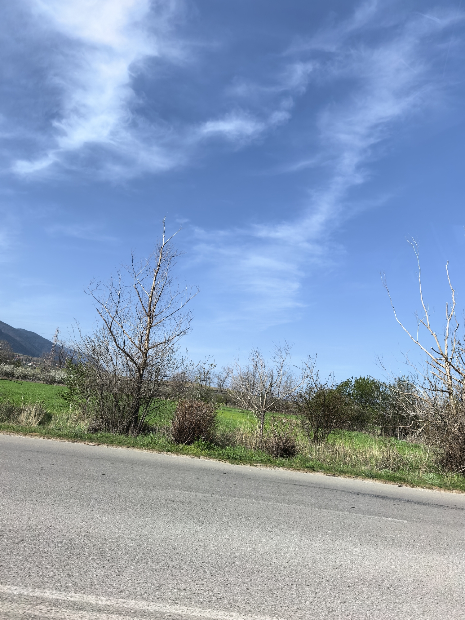 The image captures a serene, open landscape dominated by a bright blue sky. In the foreground, a gray asphalt road stretches diagonally across the lower third of the frame, showing some texture and subtle white markings on its far left edge. The road appears to curve slightly to the right in the distance.
Immediately beyond the road, a strip of natural vegetation, including dry grasses and low bushes, forms a border. Behind this, lush green fields extend into the midground, suggesting agricultural land or pastures. Several deciduous trees, mostly bare-branched, are scattered along the edge of these fields, indicating late winter or early spring. Their intricate branches stand out against the greenery and sky. Some smaller bushes and trees further back show the beginnings of green foliage.
In the background on the left, rolling mountains or large hills rise, partially covered in vegetation. A tall utility pole or pylon with electrical lines can be seen in the distance near the base of these mountains. The sky above is a vibrant, clear blue, adorned with wispy, streaky white clouds (cirrus clouds), particularly concentrated in the upper center and left, creating a dynamic texture against the azure.
The scene depicts a peaceful, rural or semi-rural environment during daylight hours, likely in the morning or early afternoon, given the bright and uniform lighting. There is no visible human activity or discernible text in the photograph. The overall impression is one of natural tranquility and the subtle transition of seasons.