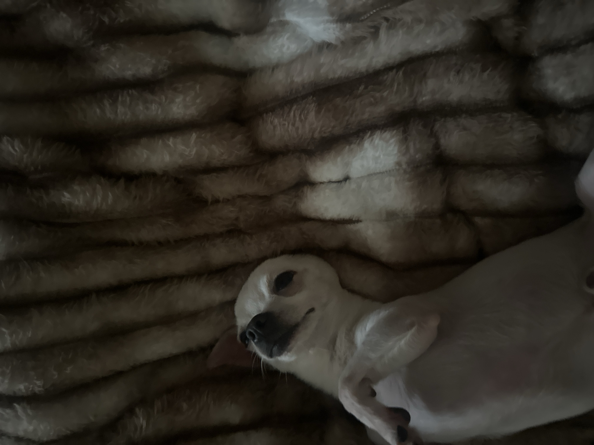 A light-furred Chihuahua lies on its back on a textured, brown and beige faux fur blanket in a dimly lit indoor setting. The dog's head is tilted slightly upwards and to its left, with its eyes partially closed. Its front paws are bent and rest on its chest area, revealing its exposed belly. The scene is located in the city of Chubra, Bulgaria.