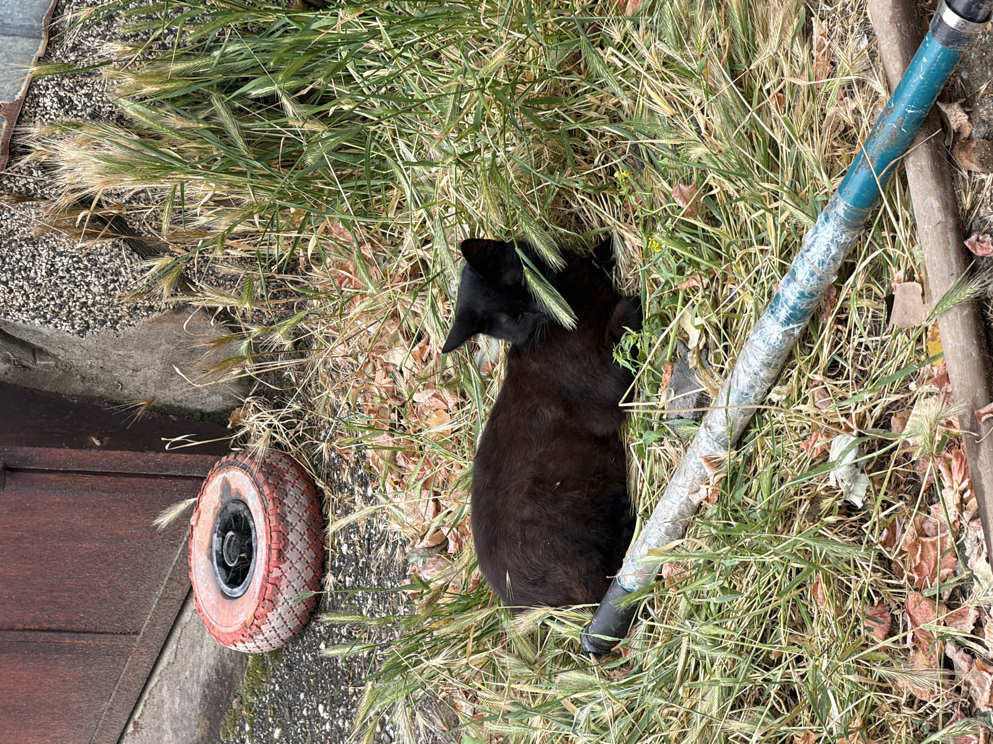In Pazardzhik, Bulgaria, a black cat with its eyes closed is resting in dry grass next to a rusty metal door and a concrete wall. The cat is positioned in the center of the frame, nestled amongst overgrown vegetation and fallen leaves. In the foreground, two pipes lie horizontally on the ground, one appears to be wrapped in tape. To the left of the cat, a small red and black tire is visible, also resting on the ground. The overall scene suggests an outdoor, somewhat neglected urban environment.