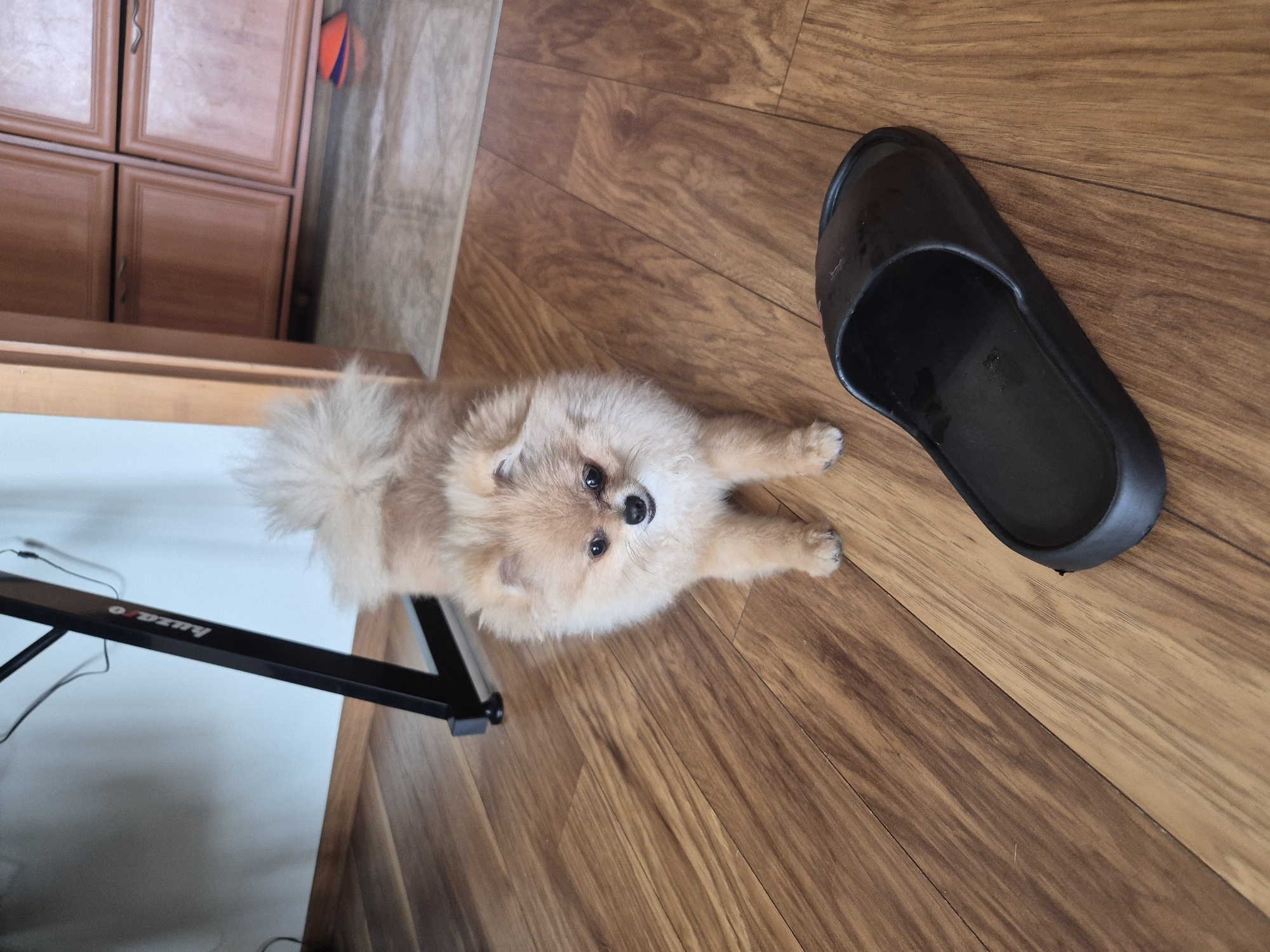A Pomeranian dog stands on a wooden floor next to a black slide sandal. The dog is light brown with fluffy fur and dark eyes. It is facing the camera. The sandal is positioned in the foreground of the image, with its open side facing upwards. In the background, a black metal desk leg is visible, as is a portion of a wooden cabinet and a wall painted a light blue color. The scene is indoors in an unspecified room.