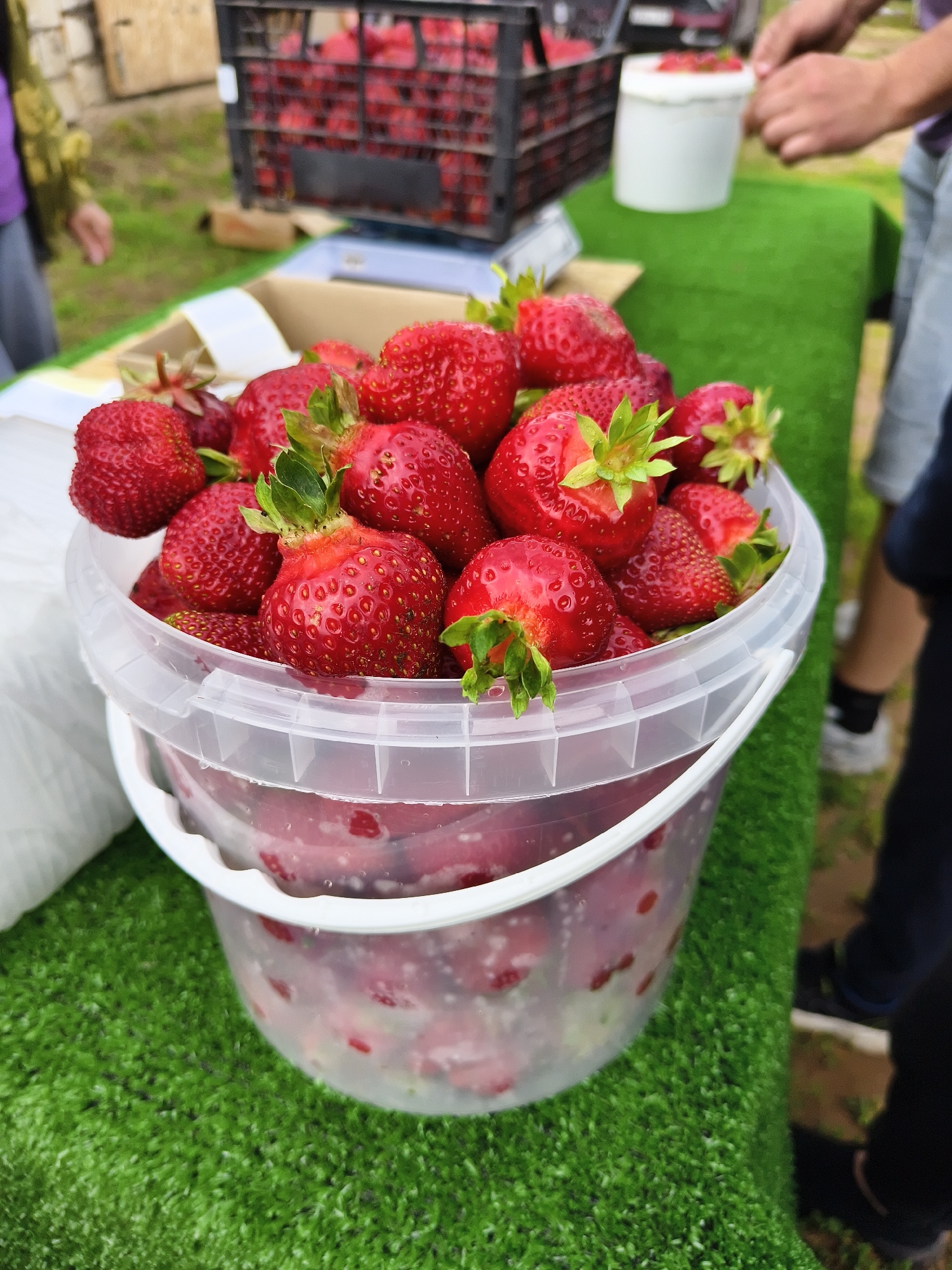 A transparent plastic bucket filled with fresh, ripe strawberries is placed on a green, artificial grass surface. The bucket is overflowing with the red berries, some of which have green stems attached. In the background, a black plastic crate full of more strawberries is visible, along with a white bucket and parts of people's hands and legs. The setting appears to be an outdoor market or a farm stand, with a wooden structure and additional crates in the distance. The focus of the image is the abundance of strawberries in the bucket.