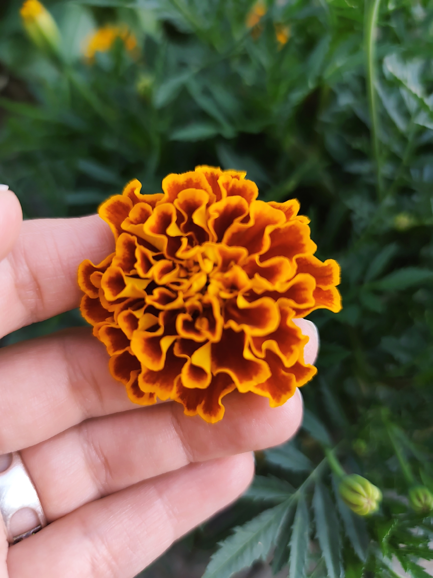 A hand with a silver ring is holding a vibrant orange and red marigold flower. The background is a blur of green foliage, suggesting an outdoor setting. The image appears to be a close-up, focusing on the intricate details of the flower and the texture of the skin. The lighting is soft, highlighting the natural colors of the marigold.