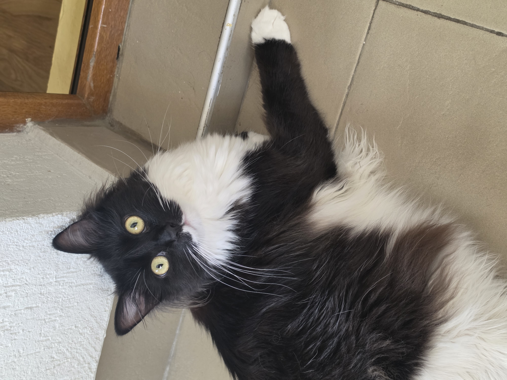 A black and white long-haired cat is lying on a tiled floor next to a wall with a wooden-framed window. The cat is in a relaxed pose, with its head turned towards the camera and its yellow eyes wide open. Its fur is predominantly black with white markings on its chest, paws, and face. The tiled floor appears to be a light beige color. The wall is textured and painted white, and the window frame is made of dark wood. The scene is brightly lit, likely by natural light.