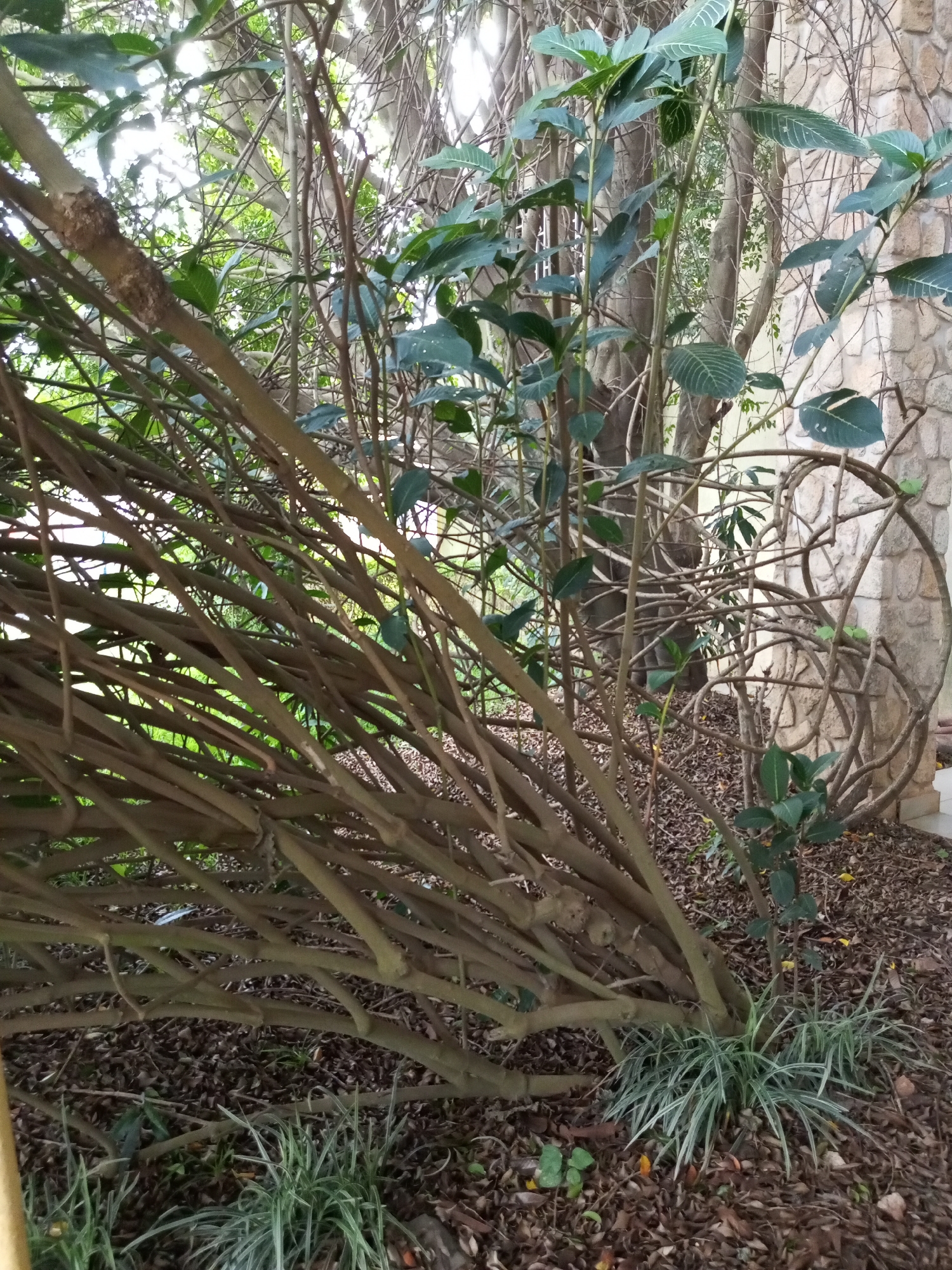 In the city of Unknown, Unknown, a dense collection of tree branches, both thick and thin, dominates the foreground, arching and intertwining. Some of these branches are bare, while others support a scattering of green leaves, some with prominent light-colored veins. The ground beneath is covered with a thick layer of dry brown leaves and other organic debris. In the midground and background, more tree trunks are visible, along with a wall constructed of rough, light-colored stones. The lighting suggests an outdoor setting, possibly a garden or park, with sunlight filtering through the canopy of leaves and branches. A small clump of grassy plants with thin, striped leaves grows near the base of the branches in the foreground.