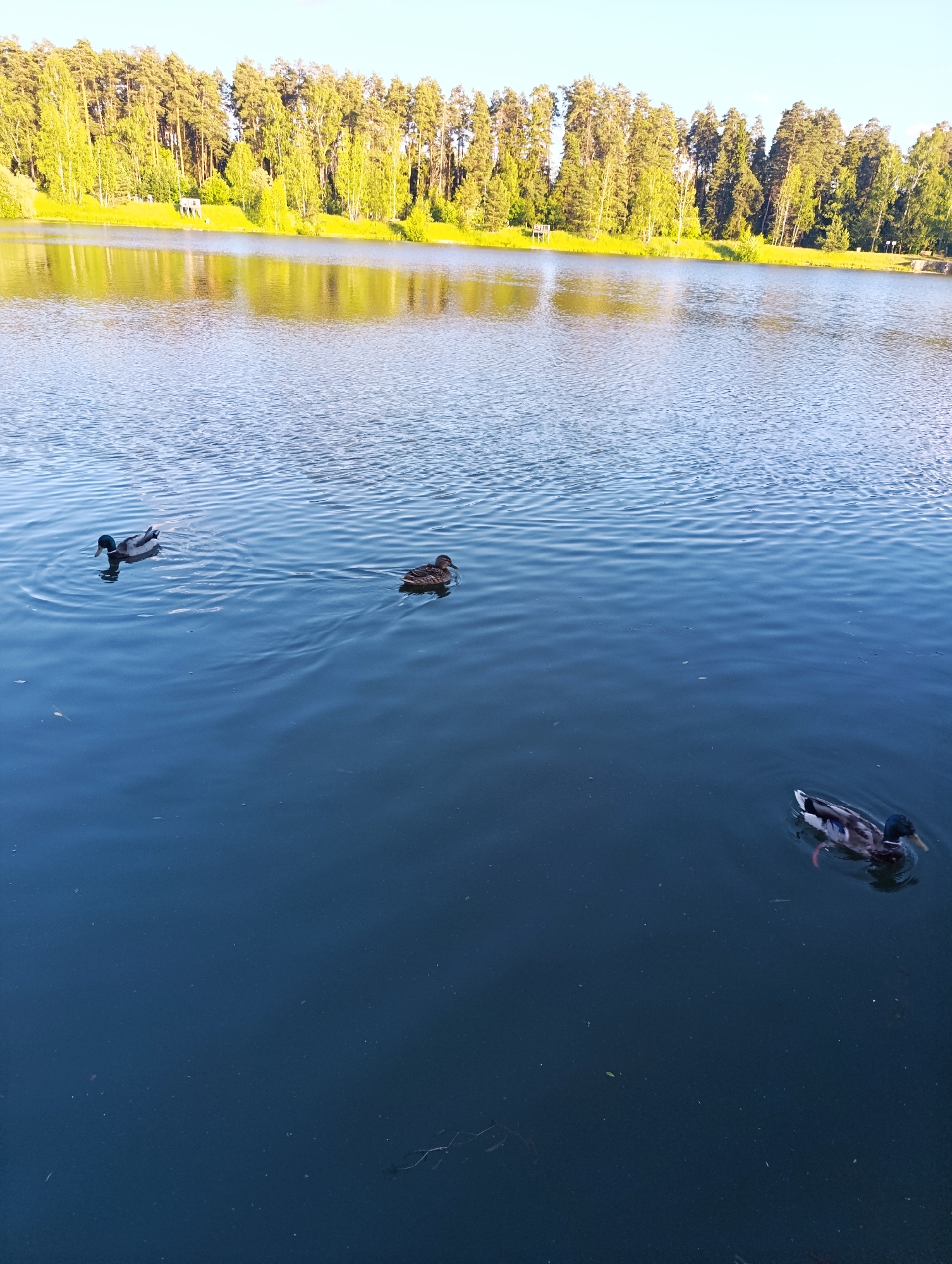 This media file depicts a serene scene of a lake in Chernogolovka, Russia. The water is calm and reflects the bright blue sky and the lush green trees lining the opposite bank. Three ducks are swimming in the water, each creating small ripples. One duck, a mallard, is closer to the foreground on the right, displaying its characteristic iridescent plumage. To the left and slightly further back are two more ducks, one also appearing to be a mallard, and another with darker, speckled feathers.
The shoreline is densely wooded with tall, slender trees, primarily conifers and some deciduous trees with vibrant green leaves, suggesting it is springtime or early summer. Sunlight filters through the trees, casting a warm glow on the foliage and the water's surface, indicating it is likely daytime, possibly late afternoon given the long shadows and the quality of light. The overall mood is peaceful and natural, conveying a sense of tranquility. There is no visible text in the image.