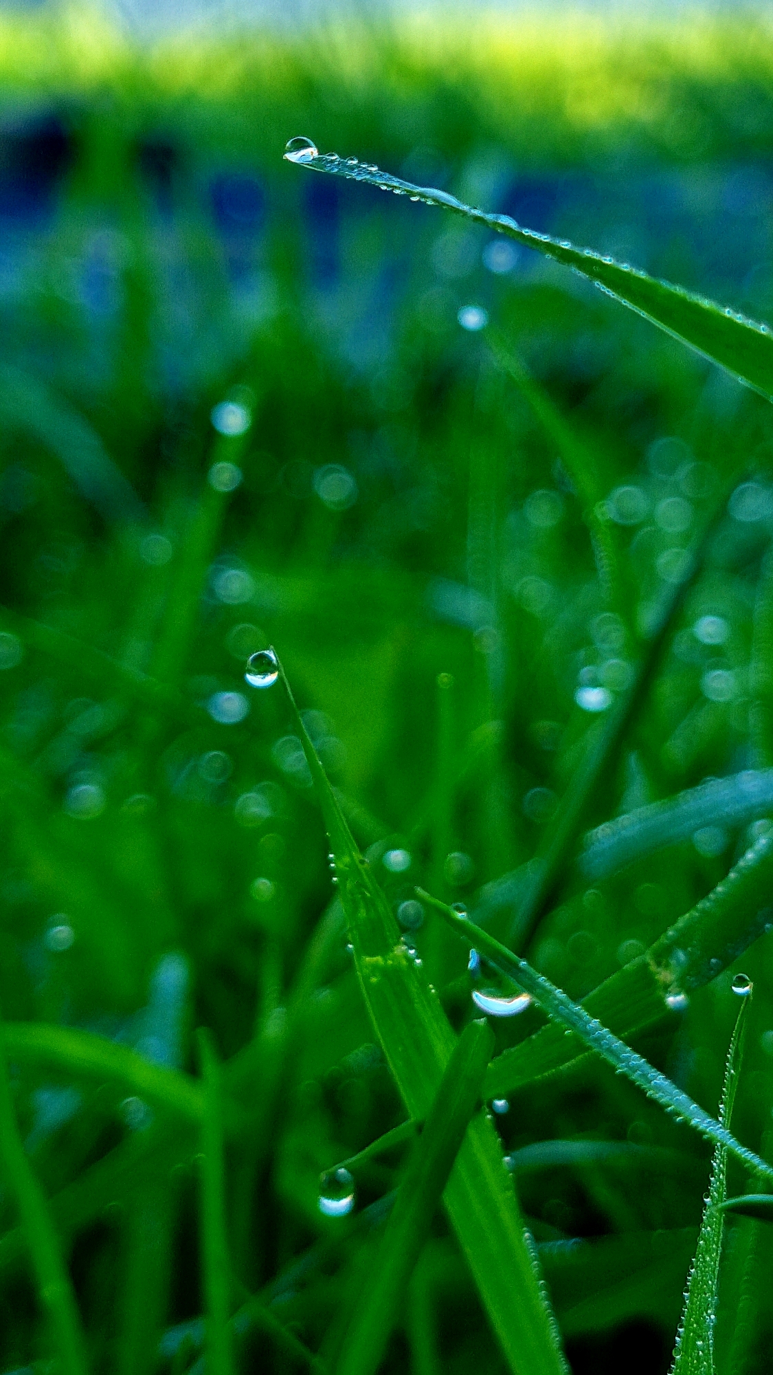 The image shows a close-up, macro view of green grass blades covered in dewdrops. The dewdrops are clear and spherical, reflecting light and creating small, iridescent highlights. Some blades of grass have multiple droplets along their edges, while others have a single large drop at the tip. The background is a soft blur of greens and yellows, suggesting a natural, outdoor environment, possibly a garden or field. The focus is entirely on the intricate details of the grass and water droplets, emphasizing their texture and translucency. The scene is serene and captures the delicate beauty of nature in the early morning or after rain. There are no people or man-made objects visible in the image. The location in Vysokoe, Russia is not discernible from the image itself.