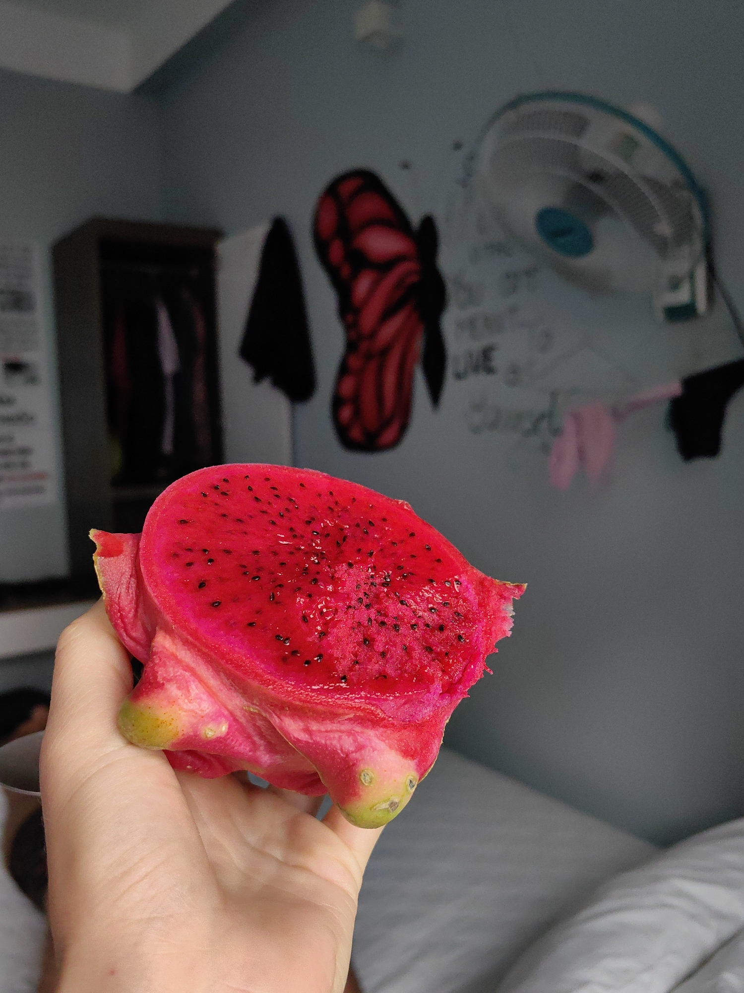 A person is holding a cut dragon fruit in their hand indoors. The dragon fruit has bright pink flesh with small black seeds scattered throughout. The skin of the fruit is pink with greenish-yellow spots. The person's hand is pale. The background shows a bedroom scene with a blue wall, a white bed with white pillows, a wardrobe, and a wall-mounted fan. There is a red butterfly painted on the wall, and some writing is visible as well. The location may be Bai Chay Ward, Vietnam, though there are no location clues in the scene.
