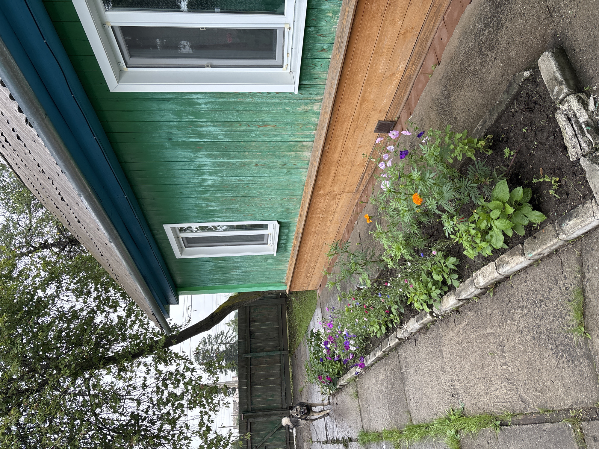 A side view of a weathered, bright green wooden house in Gonja, Russia. The house has a grey asphalt shingle roof and a blue trim under the eaves. Two white-framed windows are visible on the side of the house. A wooden fence is in the background. In the foreground, a narrow concrete walkway runs alongside a raised flower bed filled with a variety of colorful flowers, including orange marigolds and purple and pink bell-shaped flowers. A medium-sized dog with grey, brown, and white fur walks on the wet concrete walkway. The ground appears to be damp, suggesting recent rain. The environment is rural or suburban.