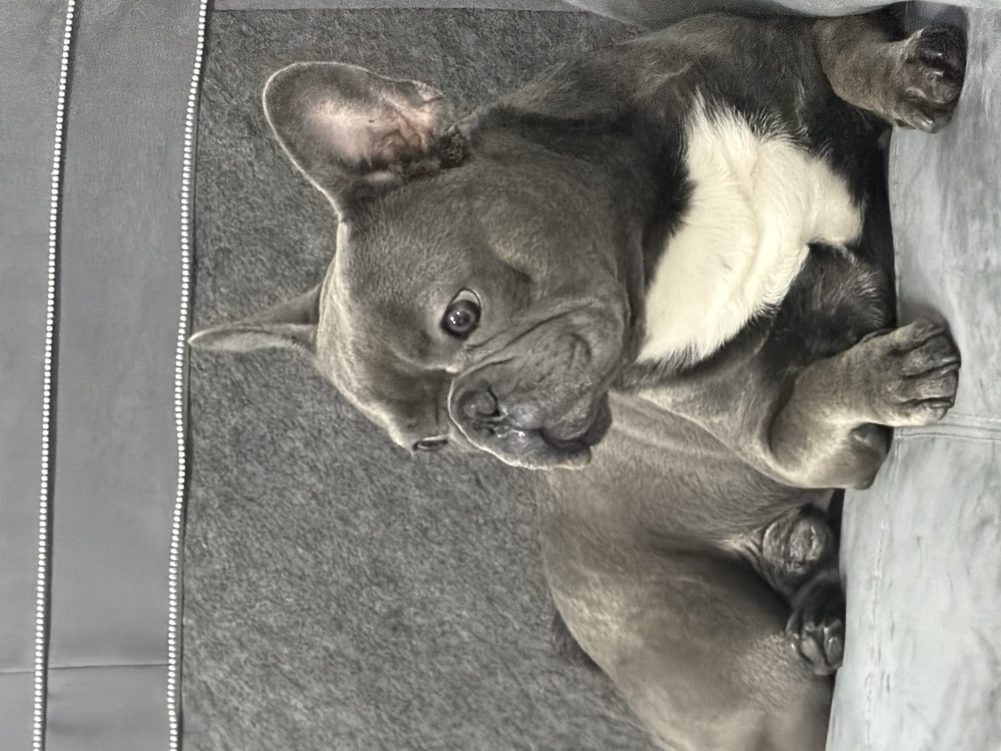 A French bulldog is lying on a gray upholstered surface, likely a couch or car seat. The dog is facing to the left of the frame, with its head turned slightly back towards the camera. It has a short, gray coat with a white patch on its chest. The dog's ears are erect and its eyes are open, looking to the side. The background appears to be a continuation of the upholstered surface, with a textured gray fabric. There are two thin, horizontal lines of small white dots running across the top portion of the image, suggesting a decorative element on the upholstery or a seam. The lighting is even, and the focus is on the dog. There is no discernible information in the image to indicate its location in Ruse, Bulgaria.