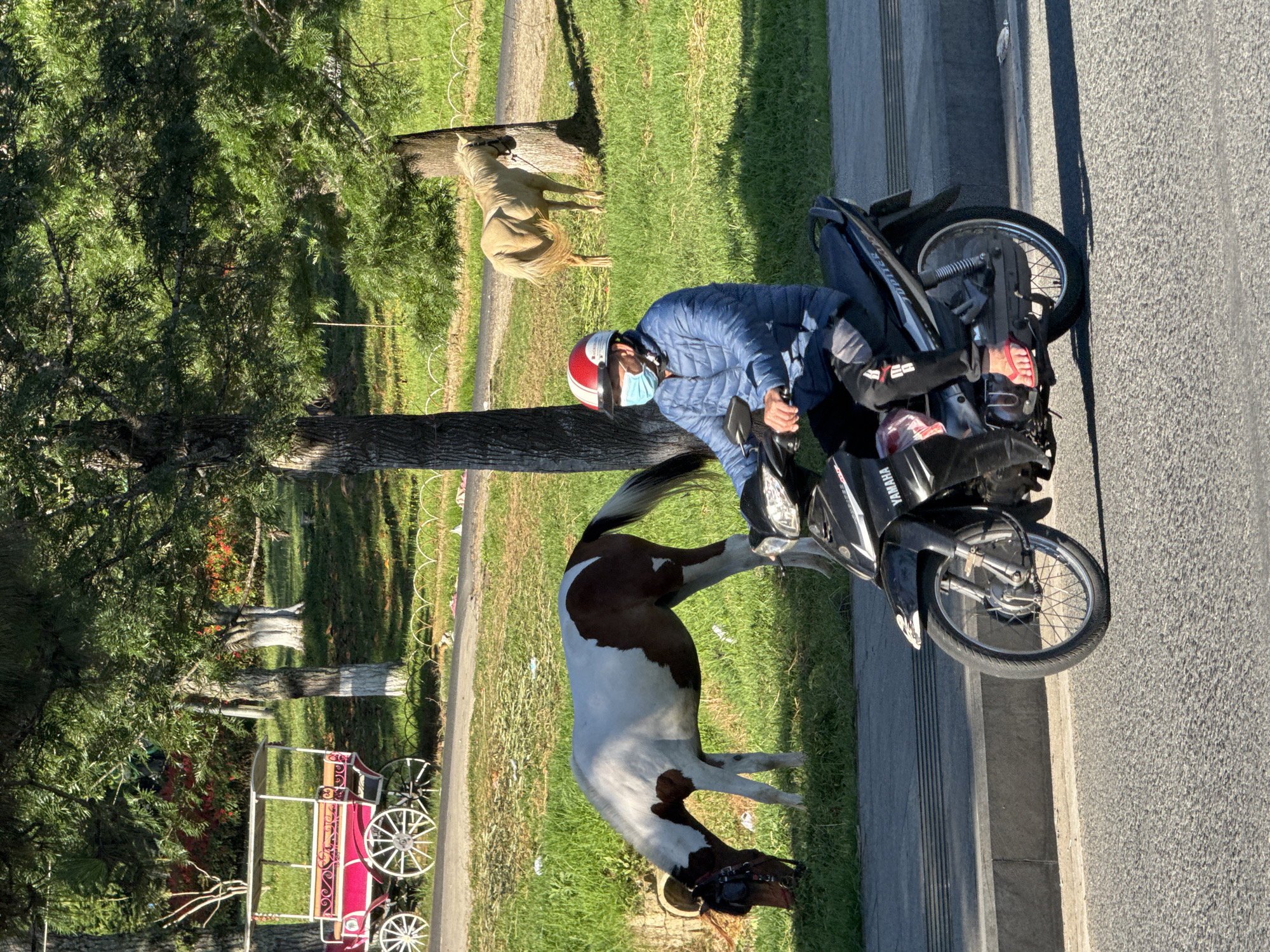 In Da Lat, Vietnam, a person wearing a blue jacket, red and white helmet, and blue face mask rides a black Yamaha motorcycle. The motorcycle has a red object attached to the back and a white sticker on the front. The rider's left foot is clad in a red flip-flop. To the left of the motorcycle, a brown and white horse grazes on green grass. Further in the background, a light brown horse stands near a tree. Behind the horses, a pink horse-drawn carriage with white wheels is parked. The scene unfolds on a sunny day with trees and greenery in the background.