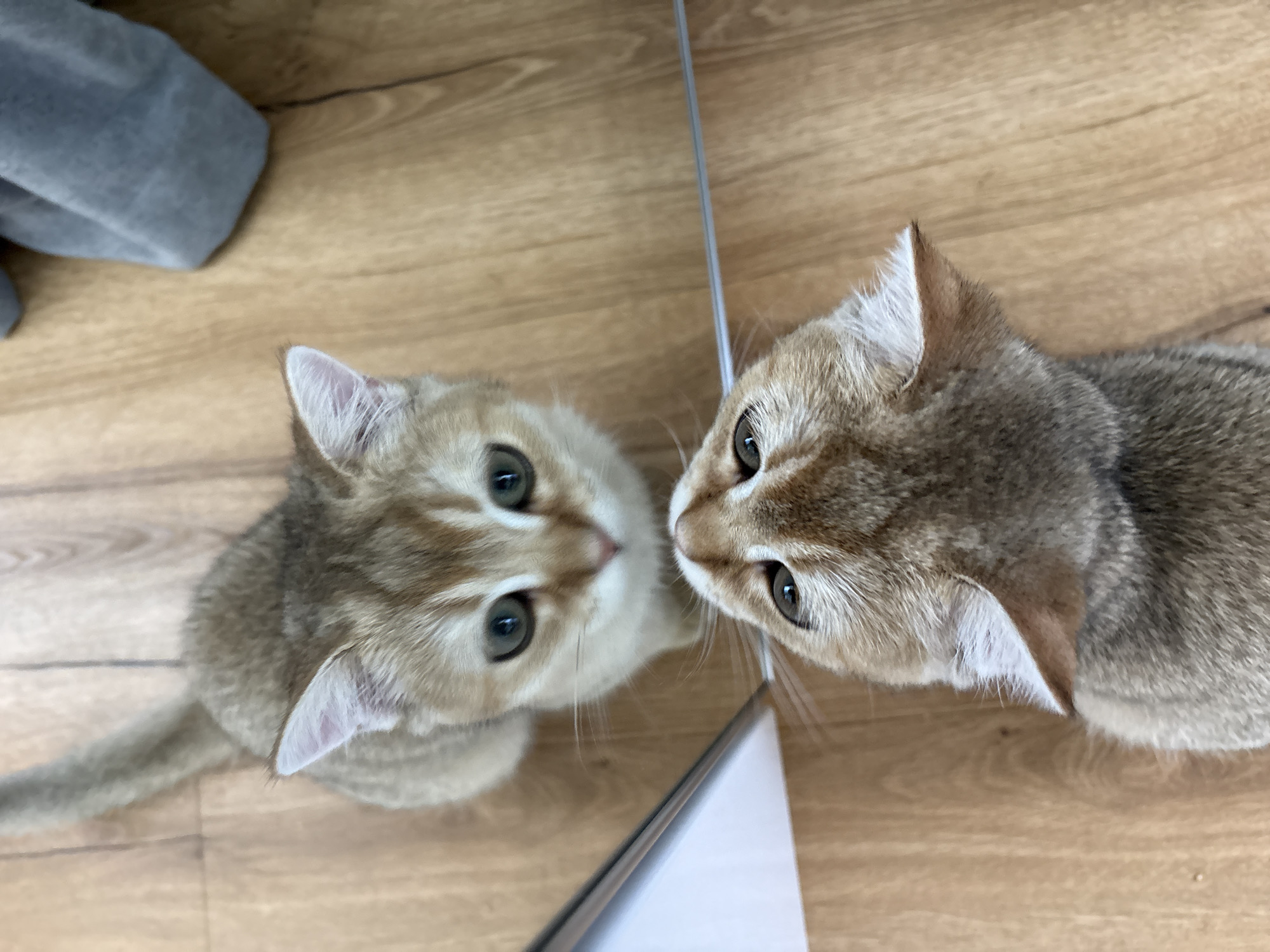 The image captures a close-up, high-angle view of two kittens on a wooden floor, interacting with their reflections in a mirror. One kitten, appearing to be a golden or champagne-colored tabby, is positioned on the right side of the frame, looking towards the mirror. Its gaze is directed downwards and slightly to the left, suggesting it is looking at its reflection. The kitten's fur is short and dense, with distinct tabby markings.
To the left of the frame, a mirrored image of a similar kitten is visible. This reflection also shows a golden or champagne-colored tabby kitten with large, expressive green eyes and prominent whiskers. The reflection is positioned as if it is looking back at the kitten on the right. A thin, vertical metallic element, likely the edge of the mirror, runs down the center of the frame, separating the two kittens.
The background consists of a light brown wooden floor with visible grain patterns. In the upper left corner, a portion of a soft, gray object, possibly a blanket or a piece of furniture, is visible. The lighting appears to be natural and diffused, suggesting daytime. The overall scene conveys a sense of curiosity and playfulness as the kittens explore their mirrored selves. The setting suggests an indoor environment, likely a home. There is no visible text in the image.