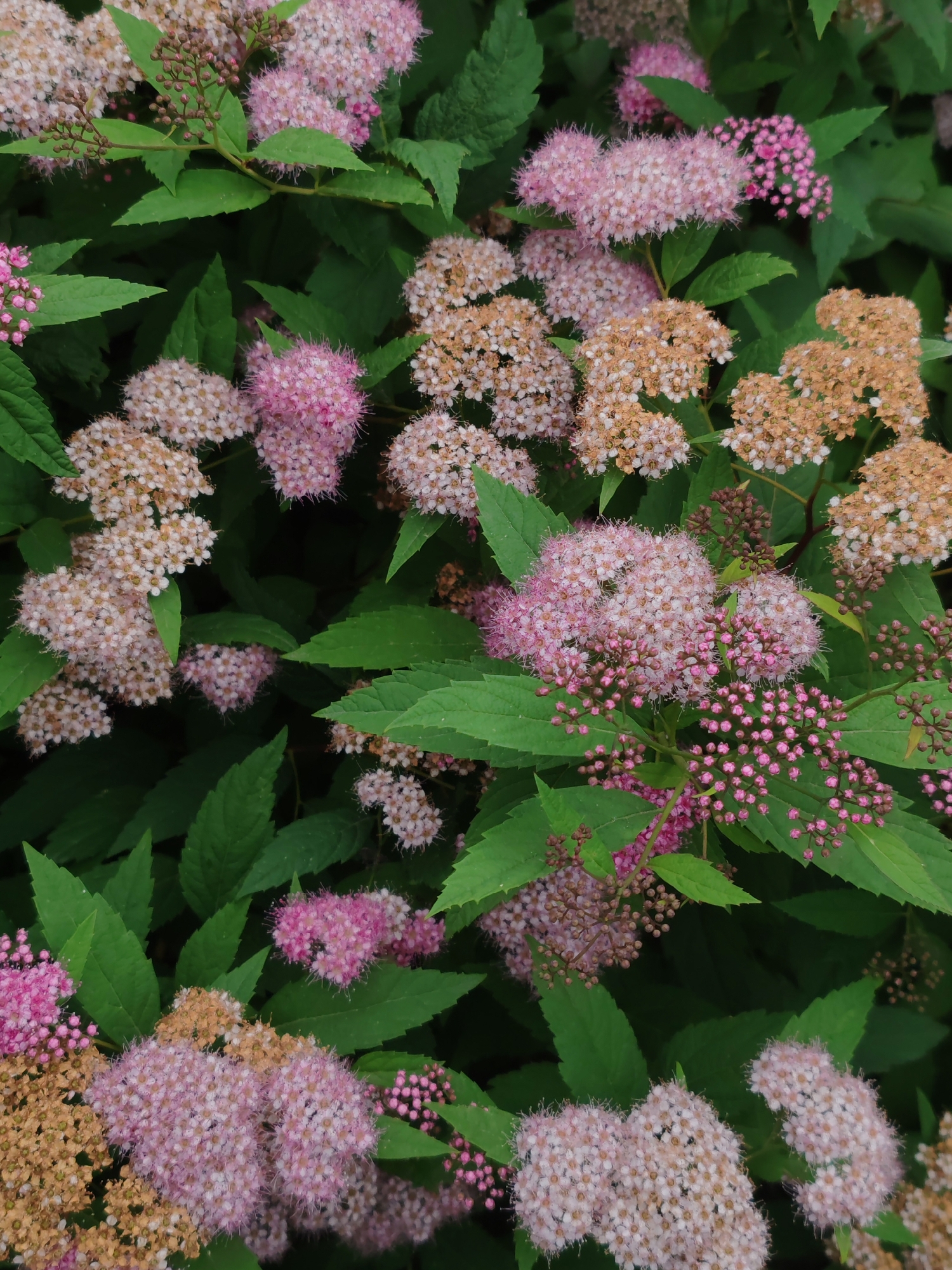 This is a close-up, top-down photograph of a dense bush with many clusters of small, pink and tan flowers and green leaves. The flowers are arranged in rounded, fluffy clusters. Some clusters are bright pink, others are a lighter pink, and some are a dried, tan color. Small, dark pink buds are visible on some stems. The green leaves are pointed and serrated. The image does not contain any people or identifiable landmarks of Vladivostok, Russia.