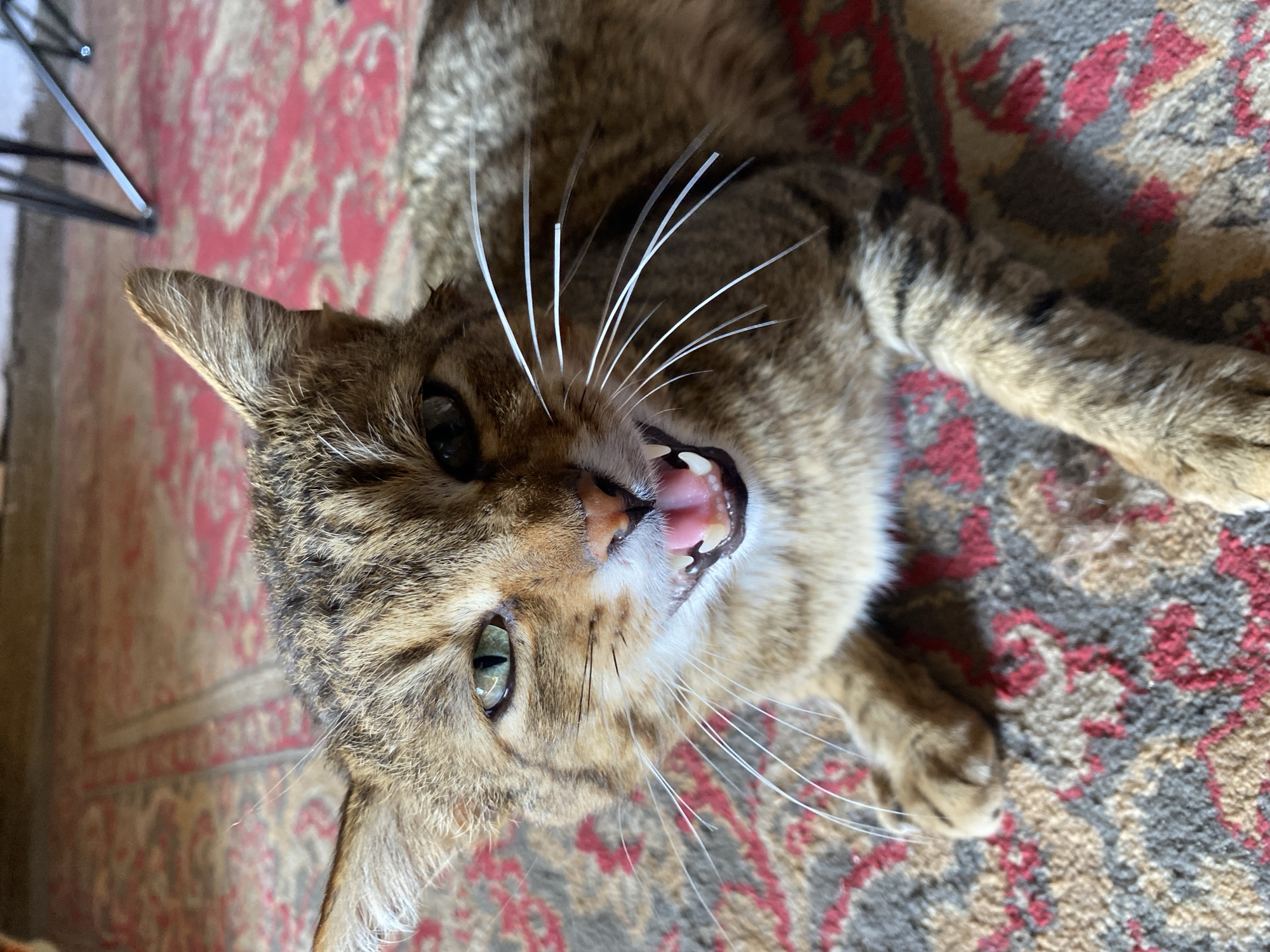 A brown tabby cat lies on its back on an ornate rug with red and grey floral patterns. The cat's head is angled toward the viewer, mouth open, exposing its teeth and pink tongue. The cat has green eyes and long white whiskers. A portion of a black metal chair leg is visible in the upper left corner of the image. The location is presumed to be Chaikovsky, Russia, based on external knowledge, but no landmarks are visible in the image.