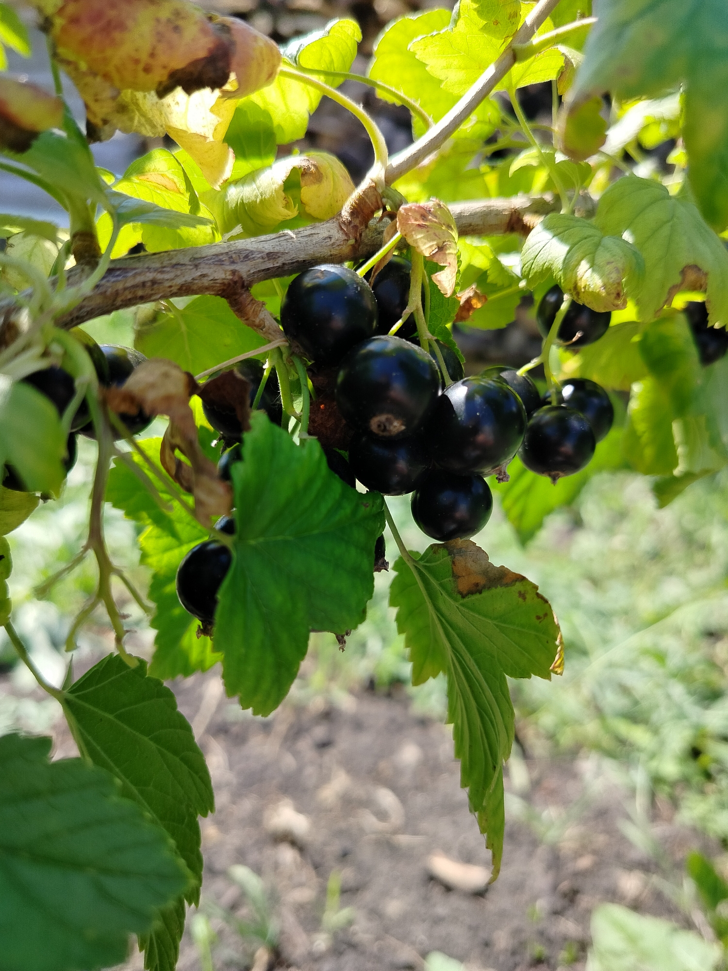 A close-up, vertical shot captures a branch of black currants laden with ripe berries. The berries are dark, glossy, and clustered together, some partially obscured by vibrant green leaves. A few leaves show signs of browning or wilting at the edges. The background is a blur of green foliage and dappled sunlight, with the earthy tones of soil visible at the bottom. The scene appears to be outdoors, likely in a garden or natural setting within the village of Vazerki, Russia, given the context.