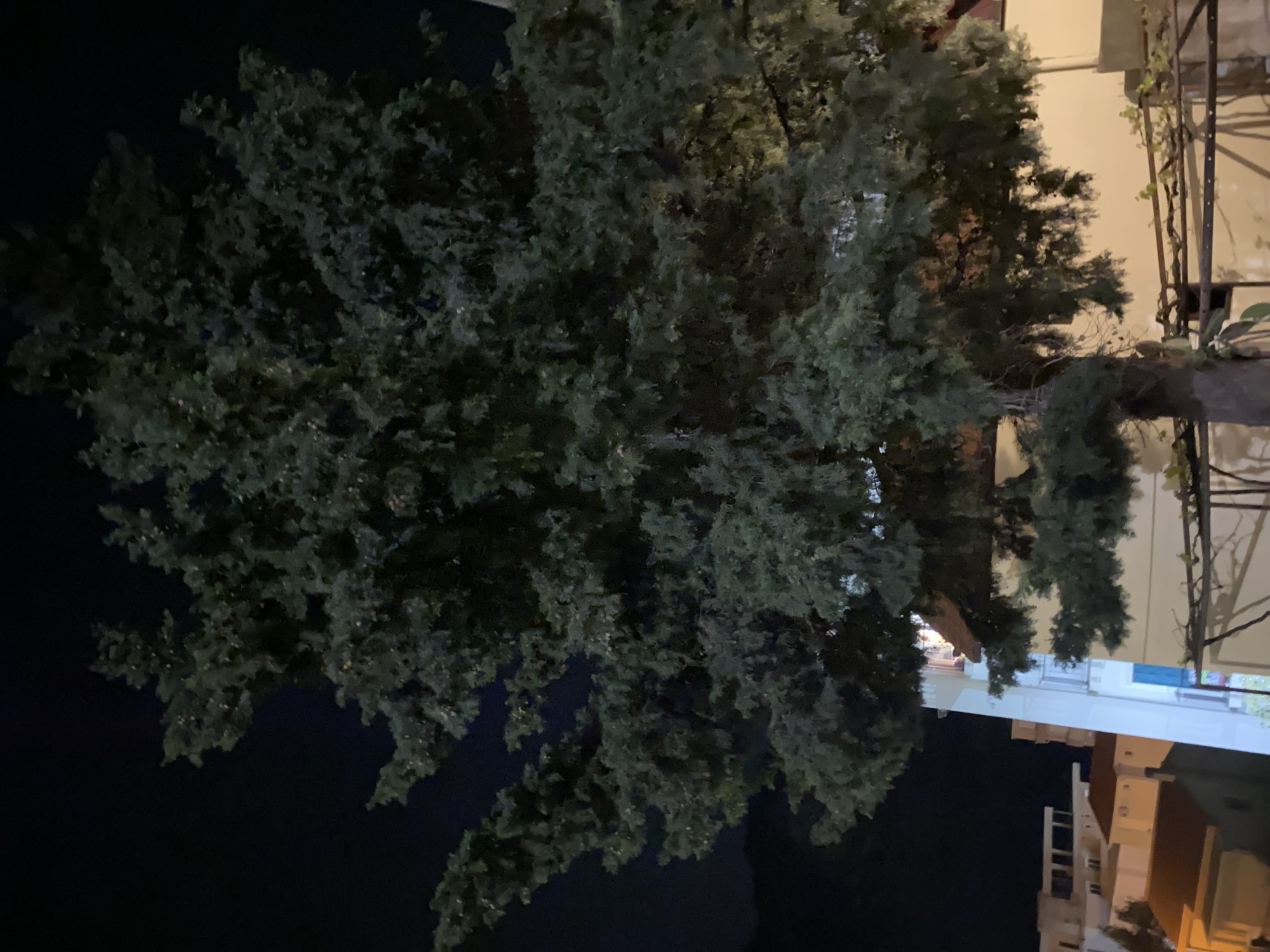 The image shows a large, dark green tree with dense foliage at night. To the right of the tree, parts of buildings are visible, suggesting an urban environment. The architecture appears to be Mediterranean with light-colored facades and possibly balconies. The location is likely Budva, Montenegro based on the urban landscape, and the image may have been captured from a street or a balcony in a residential area. There are no people visible in the image. The dominant objects are the tree and the buildings.