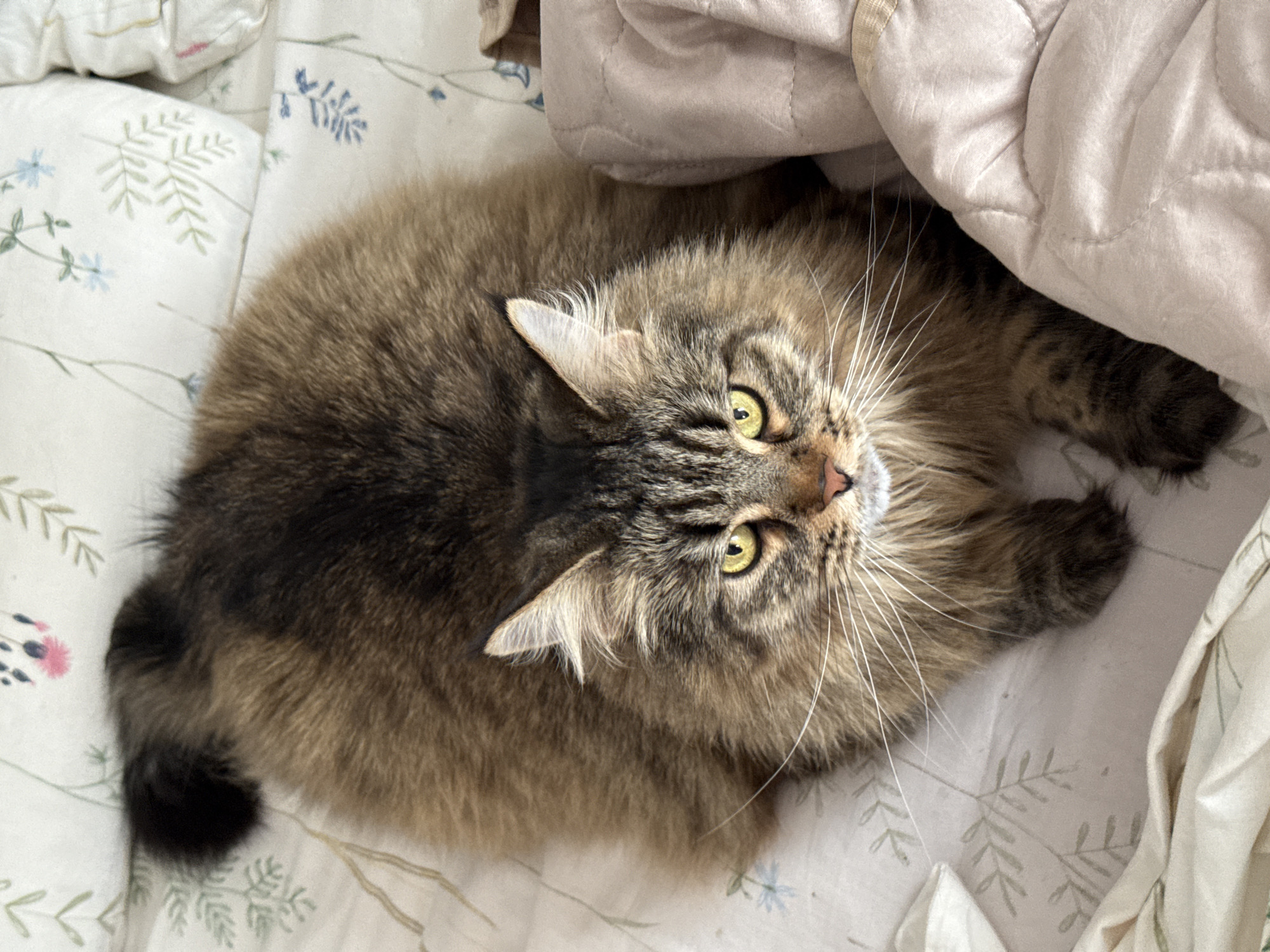 A medium shot captures a brown tabby cat lying on a bed. The cat has long fur, green eyes, and long whiskers. The cat is partly covered by a beige quilt. The bed has a patterned white sheet. There are no people present. There is no evidence that the image was taken in Izhevsk, Russia.