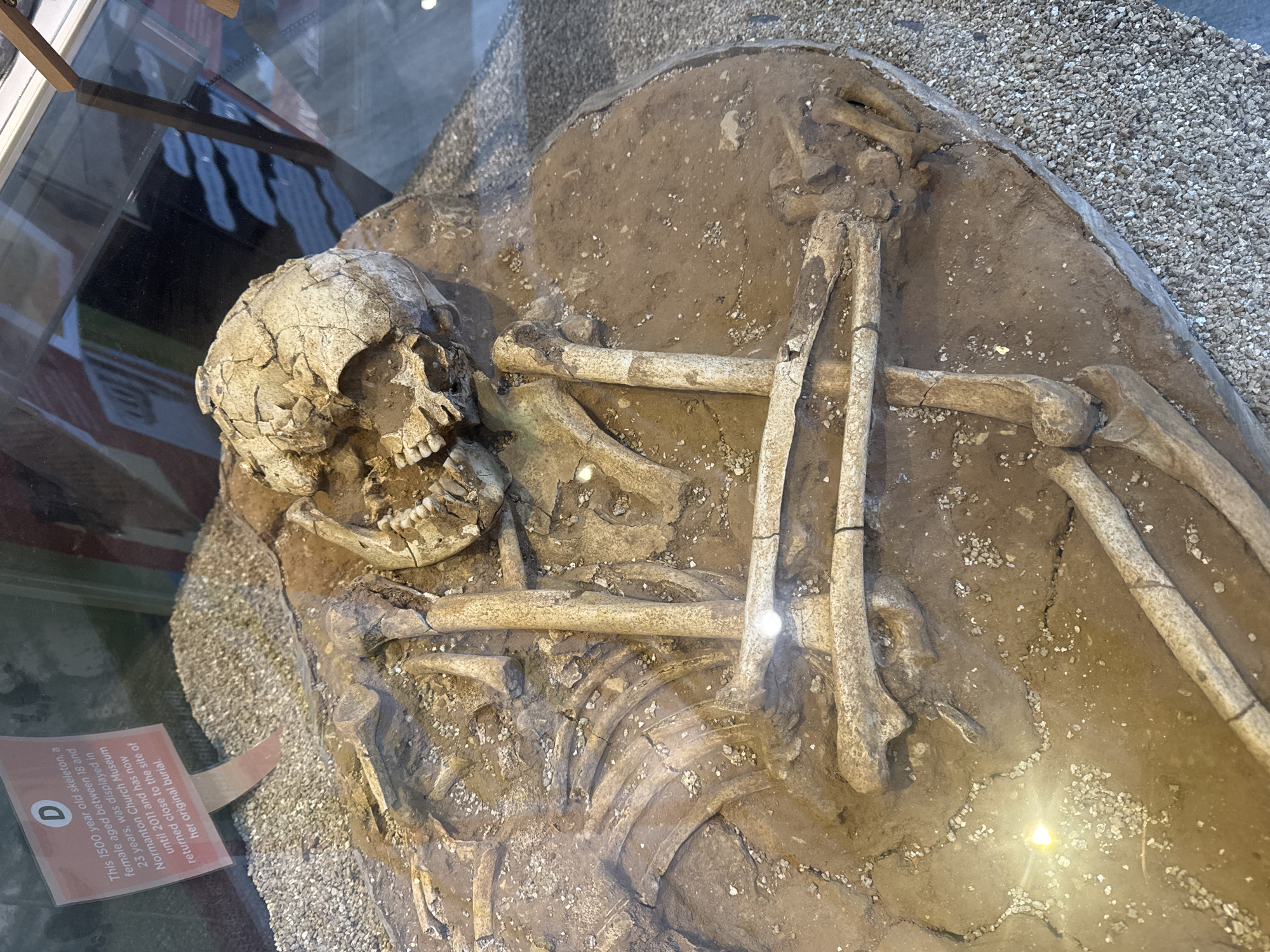 The image shows a skeleton of a young female, aged 18-23, dating back 1500 years, on display. The skeleton is set in a bed of dirt and small stones, presumably the original burial site, contained within a case for preservation and display. The skull is prominently visible with its teeth exposed, while the bones of the torso, arms, and legs are arranged in a life-like position. A small, informational sign labeled "D" identifies the skeleton as having been displayed in the Normanton Church Museum until 2011, before being returned to a site near its original burial. The skeleton is located in Empingham, United Kingdom.