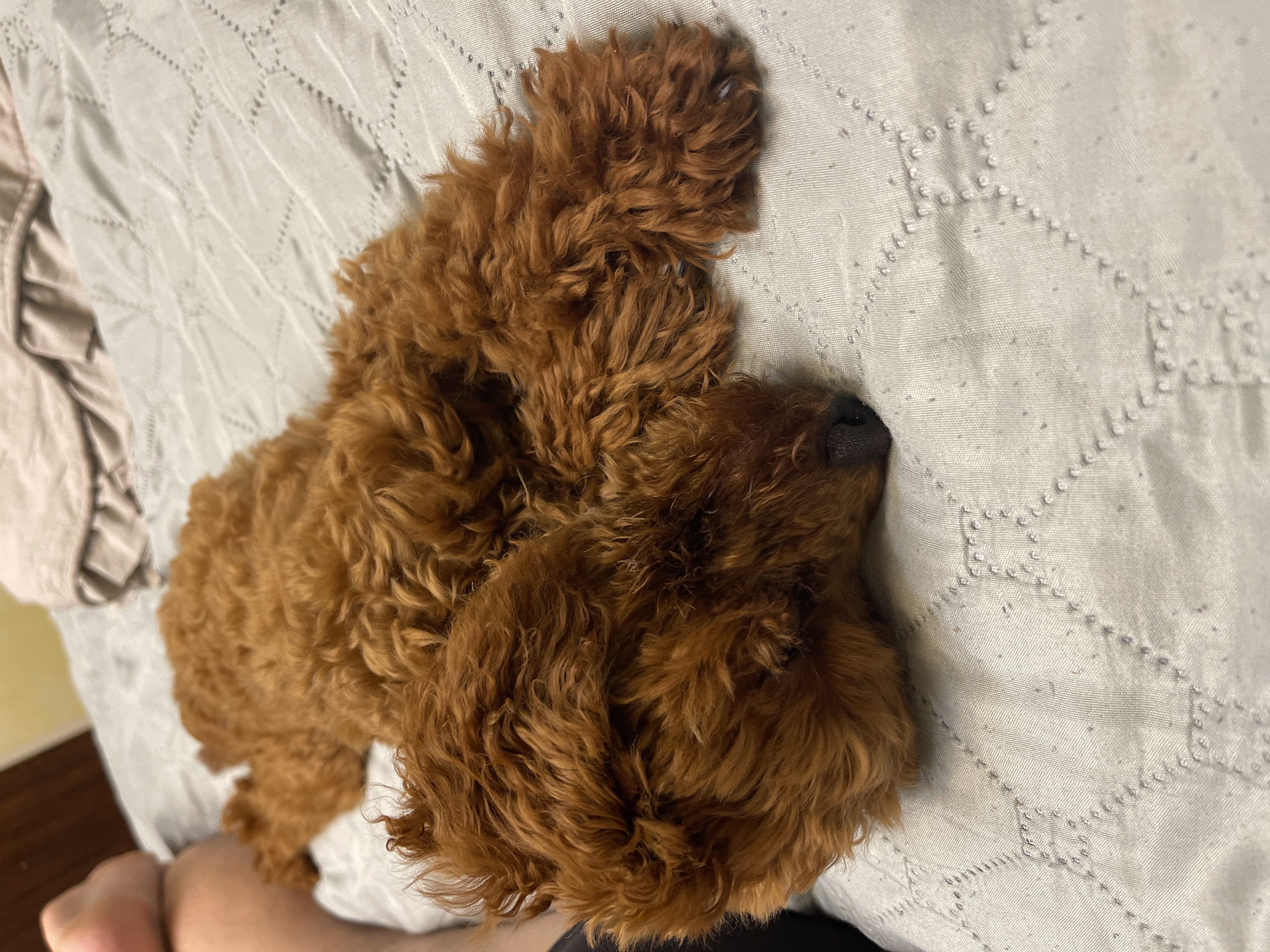 A small, reddish-brown dog with curly fur is sleeping on its side on a light gray quilted bedspread. The dog's head is resting on its paws, and its nose is visible. A person's bare leg and foot are visible in the upper left corner of the image. The background consists of folded blankets. This scene is not specific to Sofia, Bulgaria.