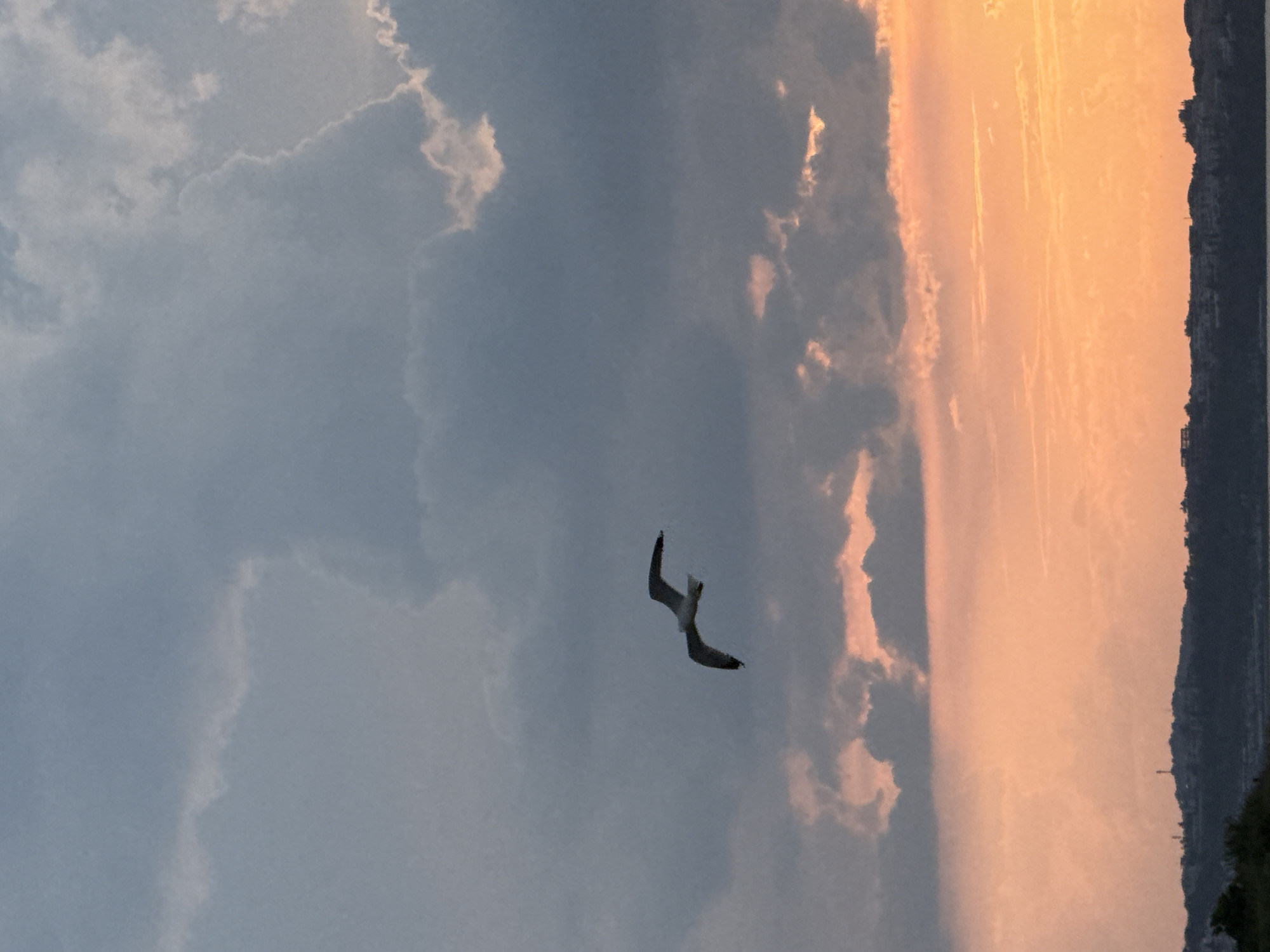 This media file presents a vibrant coastal scene, likely at sunset or sunrise, located in Sozopol, Bulgaria. The image, when viewed horizontally, showcases a sky dramatically split between a cool, cloudy blue-grey on the left and a warm, glowing orange and pink on the right. Streaks and patches of clouds are visible throughout the sky, some illuminated by the warm light, others appearing softer and muted.
In the mid-ground, a solitary seagull is captured in graceful flight, its wings spread and slightly angled, creating a dark silhouette against the brighter parts of the sky. Along the lower right portion of the horizon, a dark, jagged silhouette of a landmass stretches across, likely a hilly coastline or cliff face, with subtle hints of structures or buildings visible along its edge, outlined against the colorful sky. No text is visible in the image. The overall atmosphere conveys tranquility and natural beauty.