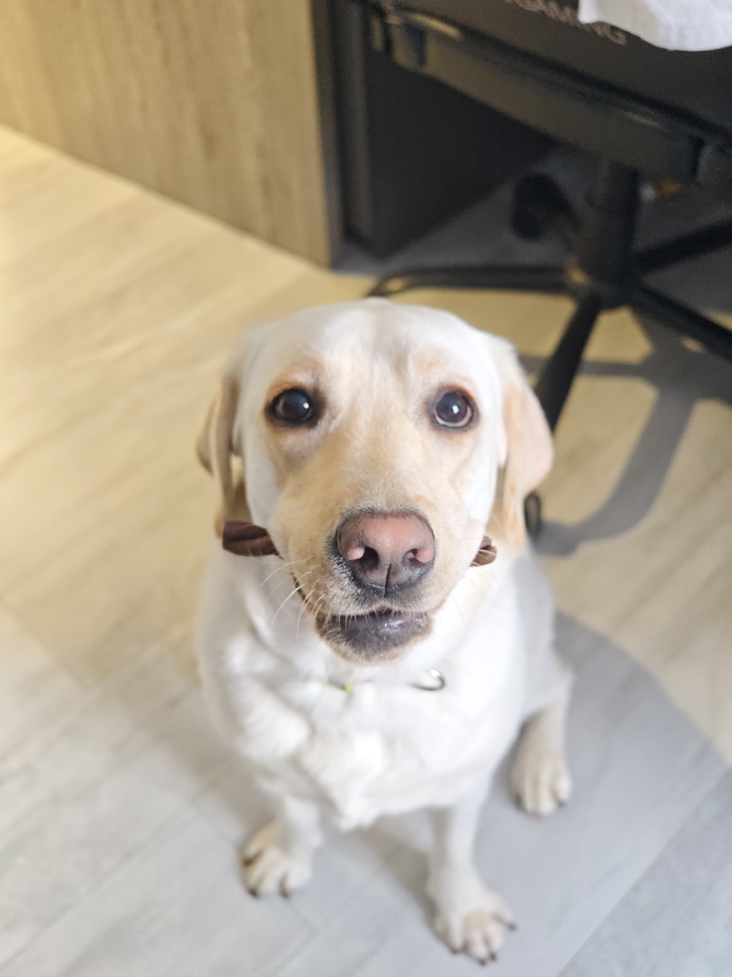 A cream-colored Labrador Retriever dog sits on a light-colored wooden floor. The dog is holding a brown stick horizontally in its mouth. The dog is looking up at the camera with its mouth slightly open. The dog has a collar with a small green tag. Behind the dog are legs of a black rolling chair and a wooden cabinet. This image cannot be geolocated to Kozloduy, Bulgaria.