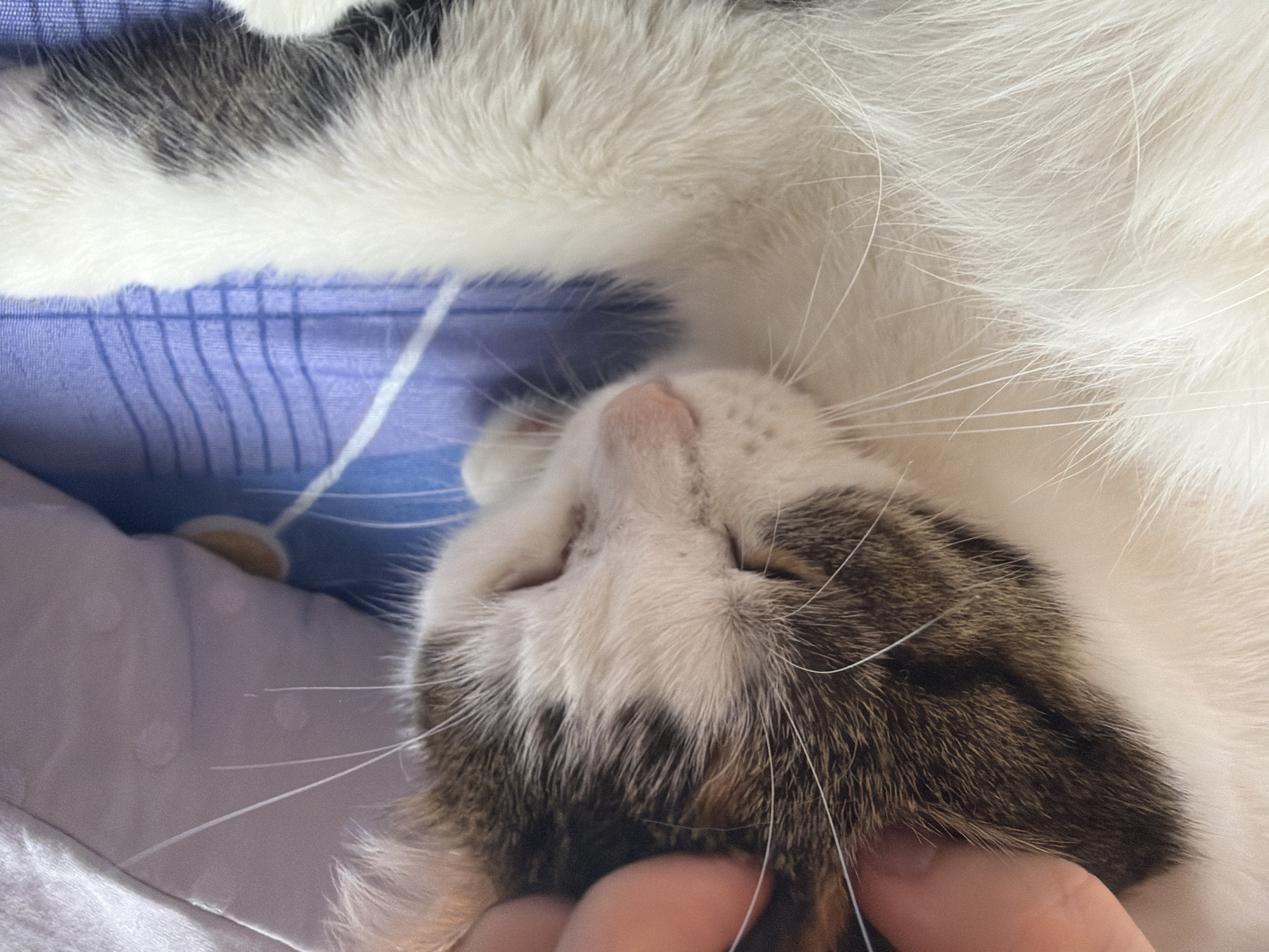 The image shows a close-up of a calico cat being petted by a human hand on its head. The cat is lying down on a purple and blue striped surface, possibly a bed or sofa, with a light-colored pillow behind it. The cat's eyes are closed, indicating it is relaxed. The lighting suggests an indoor setting. There is no information in the image to suggest a location in the city of Колычёво, Russia.