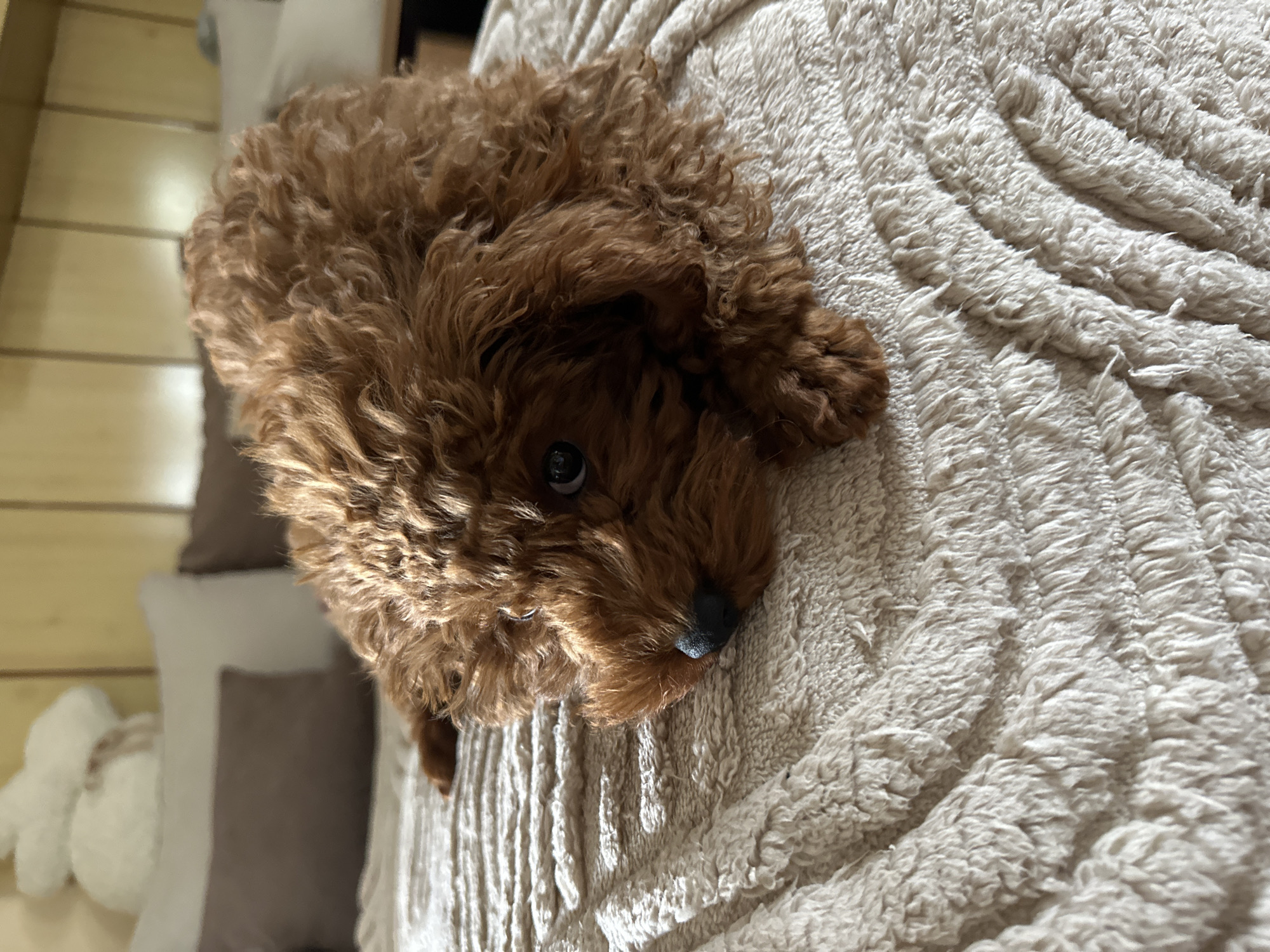 A brown, curly-haired dog is lying on a textured, off-white blanket. The dog is facing slightly down and to the right. A portion of a light-colored wooden surface and a pillow are visible in the background. The location is not discernable from the image.