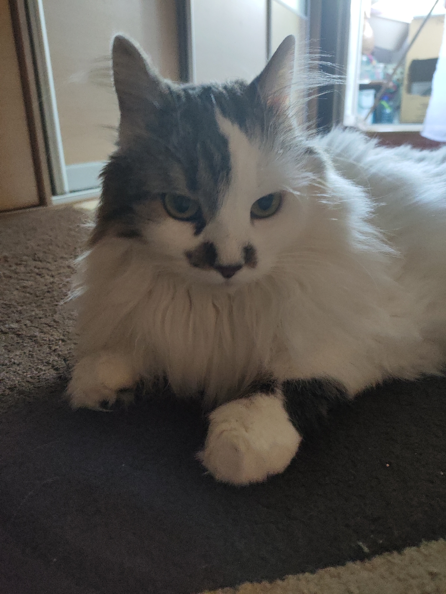 A fluffy, bi-colored cat with gray and white fur is lying down on a dark carpeted floor. The cat's left side of its face is predominantly gray, while the right side is white. It has green eyes and a black nose. Its front paws are visible, with one tucked beneath its body and the other resting on the carpet. The background shows a slightly blurred interior with a closet door on the left and a window or open doorway on the right, revealing a glimpse of what appears to be a room with shelves and various objects. The lighting suggests an indoor setting, possibly a home. There are no people present in the image. This scene is not specific to Kharkiv, Ukraine, or any particular city.