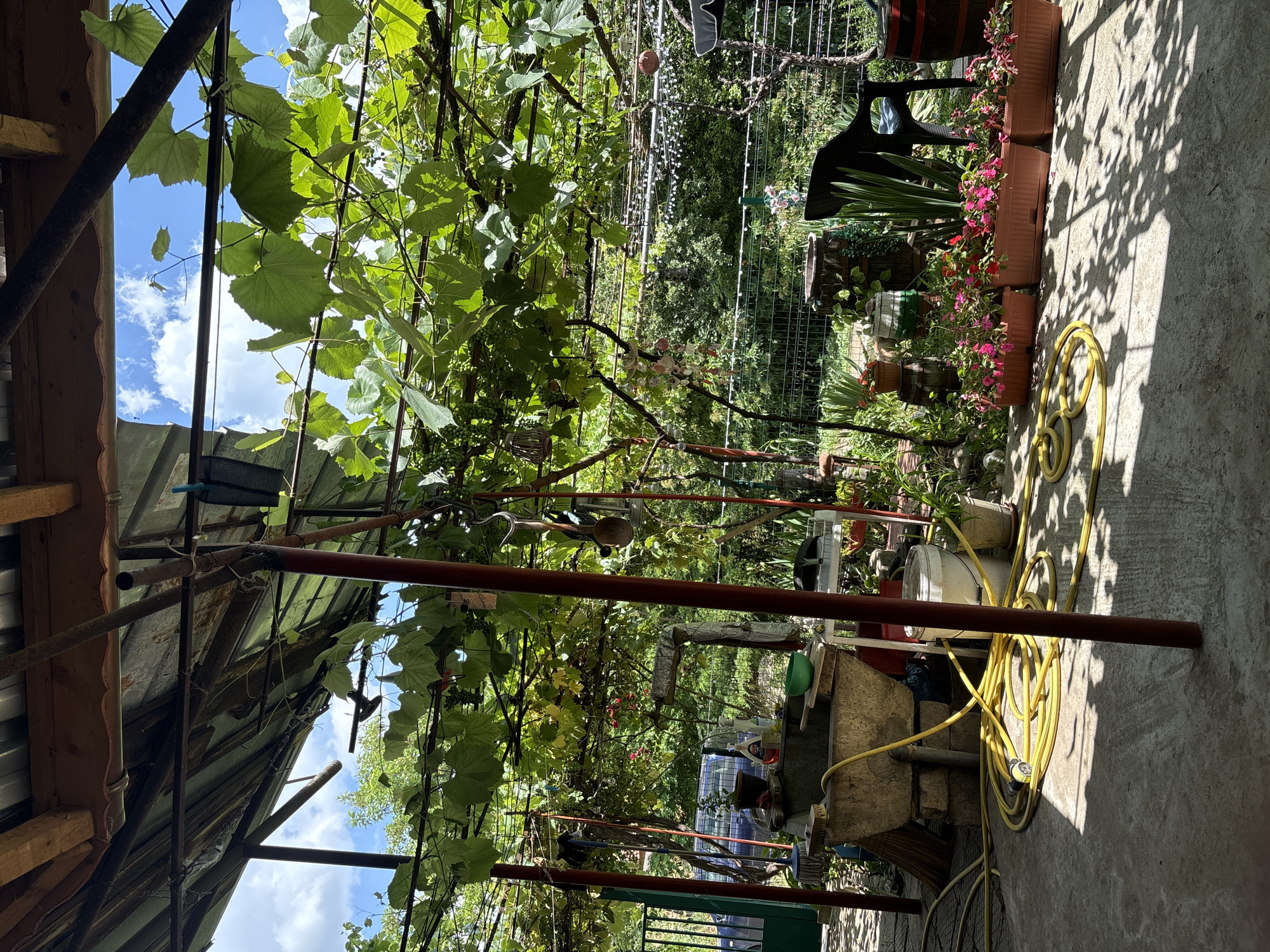 The image depicts an outdoor area, likely a backyard or patio, partially covered by a grape vine trellis. The structure appears rustic, with a corrugated metal roof supported by wooden beams and red metal poles. Sunlight filters through the dense green leaves of the grapevines, casting dappled shadows on the concrete ground.
In the foreground, a coiled yellow garden hose lies on the ground. To the left, a concrete sink basin with a rough texture is visible, with a broom leaning against its side and a green bowl on its rim. Various gardening tools and cleaning supplies are present around the sink. Further back, a white bucket and potted plants can be seen.
The middle ground reveals a fence, behind which a lush green garden with trees and shrubs is visible. Several barrels, some appearing to be wine or whiskey barrels, are placed around the garden area. A black plastic chair is situated near the fence, and several planters filled with pink and red flowers line the edge of the patio. In the distance, a dark blue car is parked near a green gate.
The sky above is blue with scattered white clouds, suggesting a bright, sunny day. The overall impression is one of a lived-in, functional outdoor space, possibly part of a residential property. There are no people visible in the image. The location is specified as Baurene, Bulgaria.