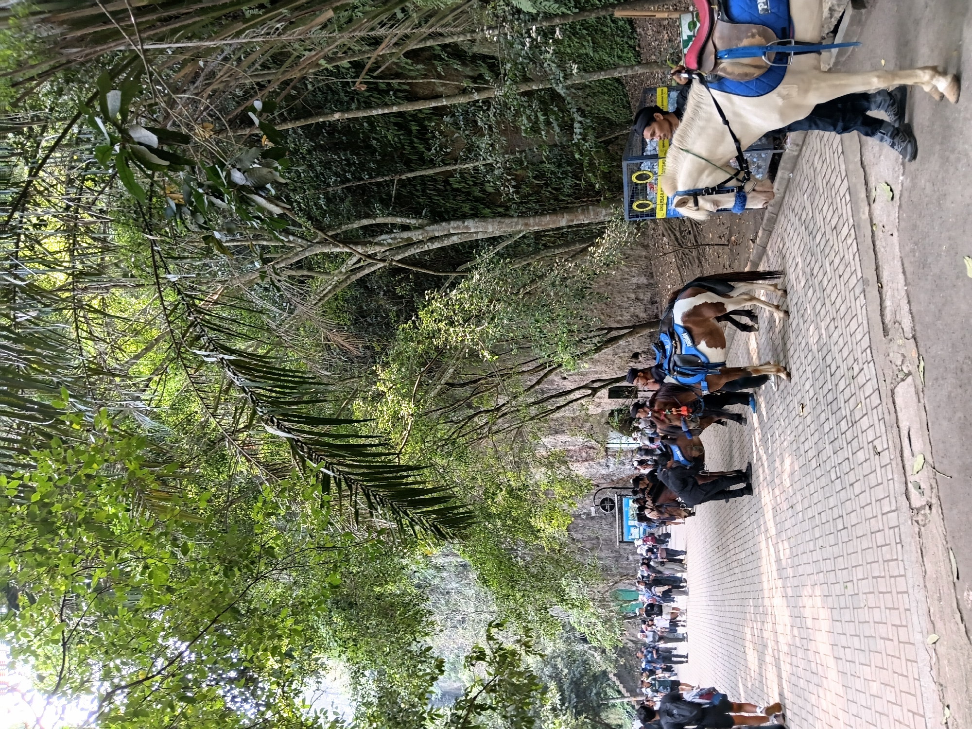 The image depicts a paved pathway lined with lush greenery and rocky outcrops. A group of people are walking along the path, and several horses are present, some with riders. One horse, a white mare with a blue saddle blanket, stands in the foreground, attended by a man. Another horse, a piebald mare with a brown and white coat, is also saddled and positioned further down the path. In the background, a large cluster of trees creates a dense canopy, with sunlight filtering through the leaves. There are also a few signs visible, including a blue information board and a yellow bin. The scene appears to be a tourist area, possibly a park or a natural attraction, with the presence of horses suggesting activities like horse riding tours. Based on the provided location context, this scene is set in the city of Ciburial, Indonesia.