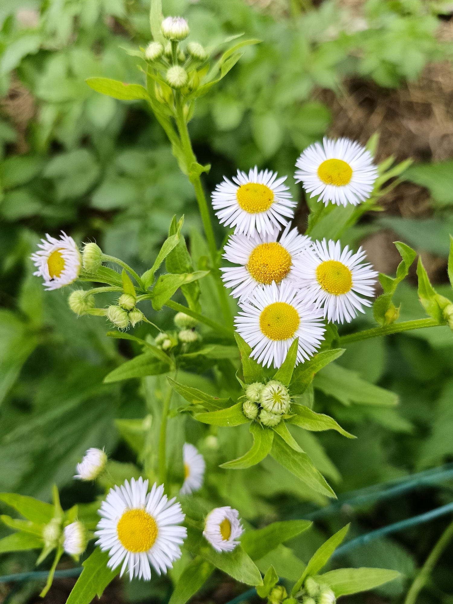 This is a close-up, eye-level photograph of a cluster of small daisy-like flowers with yellow centers and white ray petals. The flowers are in various stages of bloom, with some fully open and others still in bud. They are surrounded by green foliage and a blurred background that suggests an outdoor setting. A thin green mesh fence is visible in the lower right corner. The image is sharp and well-lit, with a shallow depth of field that blurs the background and emphasizes the flowers. The location is identified as Lagovskoe, Russia, though no specific details about the urban environment are visible within the frame.