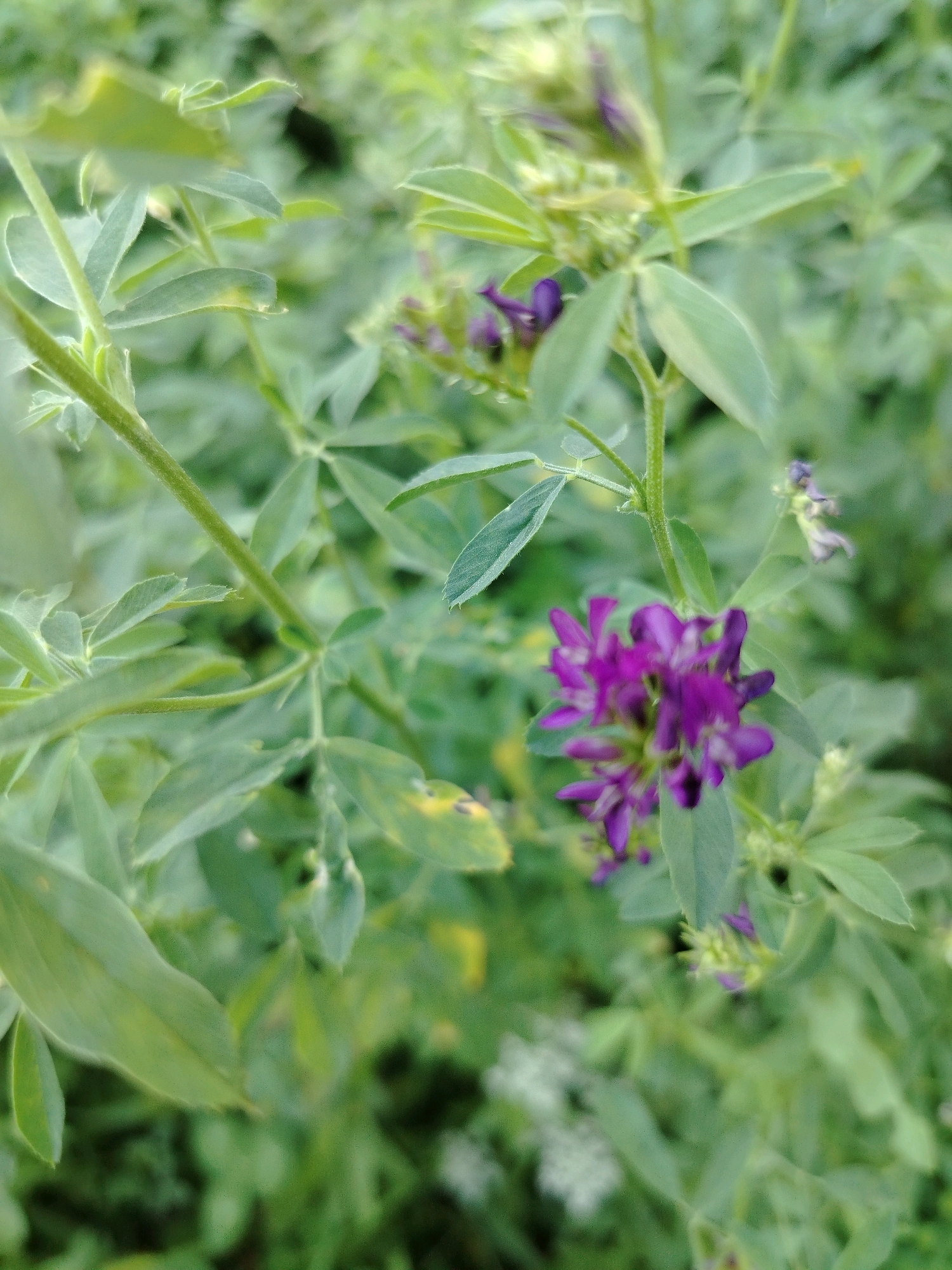 In Navobad, Tajikistan, a close-up, high-angle shot captures a cluster of vibrant purple flowers on a stem, surrounded by lush green foliage. The flowers are tightly grouped, with individual petals clearly visible and a slight blur indicating movement or a shallow depth of field. The leaves are a soft green, with some showing yellowing or slight damage, suggesting natural growth or environmental factors. The background is a soft, out-of-focus expanse of green, creating a natural, outdoor setting. The lighting is soft and diffused, highlighting the textures and colors of the plant.