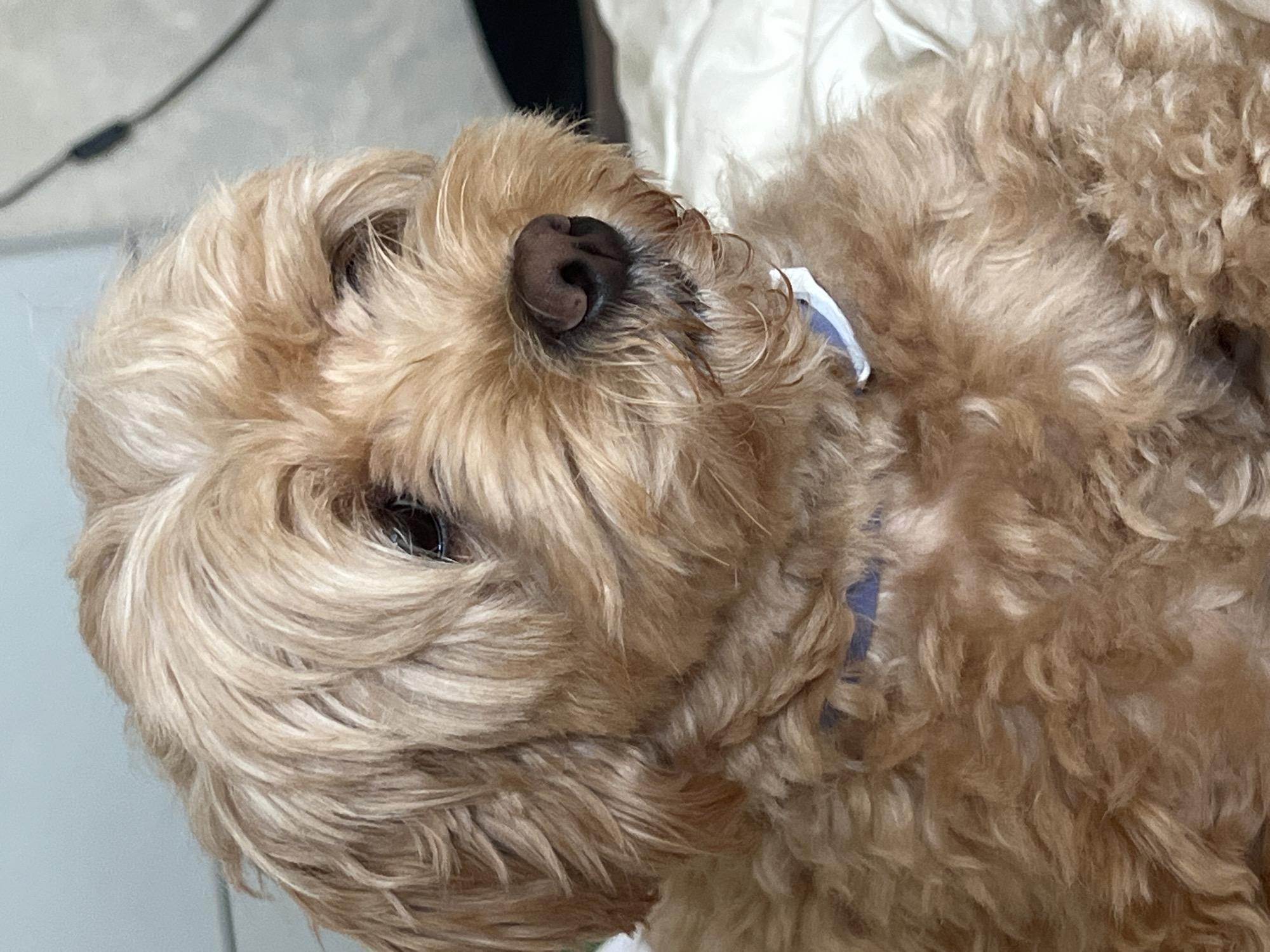 A medium shot captures a light brown dog with curly fur resting on a white surface, likely a bed. The dog's head is tilted slightly to the right, with its brown nose and dark eyes visible. A blue collar with a white accent is around its neck. The background is softly blurred, with hints of a light blue wall and a dark object, possibly a cable. The image is taken indoors, in natural light. The location of Ladozhskoe Ozero, Russia, is not evident in the visual information provided.