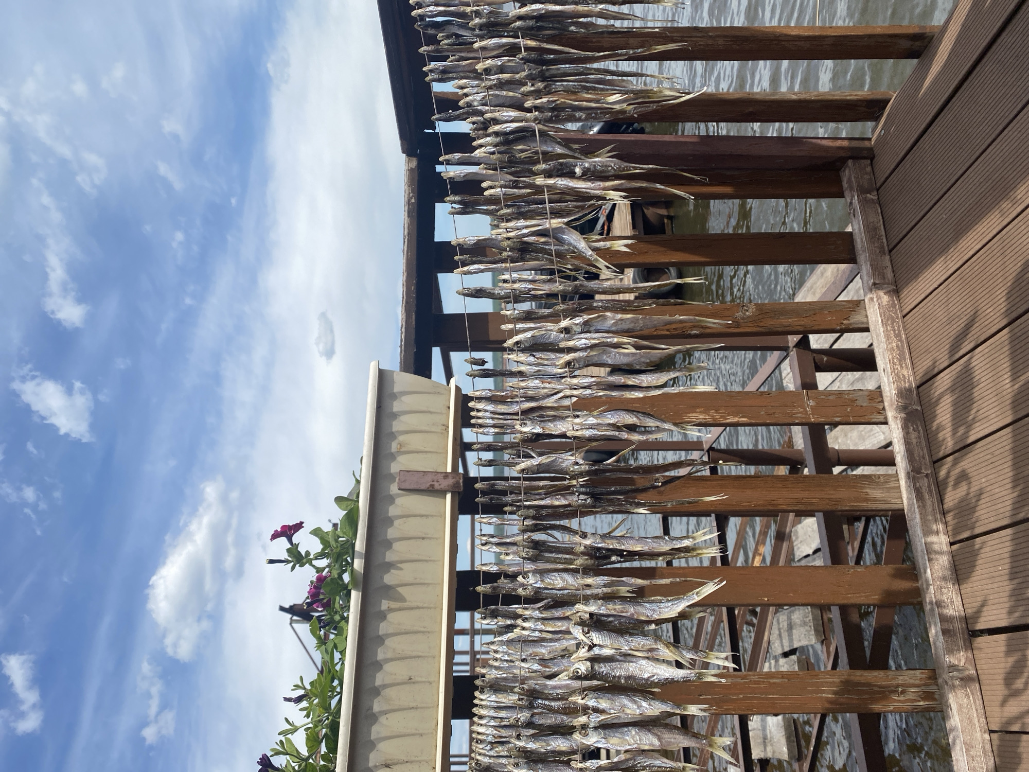 The image shows rows of drying fish hanging on strings attached to a wooden structure, likely a deck or pier, near a body of water. The fish are small and silvery in color. The wooden structure has horizontal and vertical supports. A planter with purple flowers is visible on the left. The sky is blue with scattered white clouds. The location is identified as Chaikovsky, Russia, based on prior context. There are no people visible in the image.
