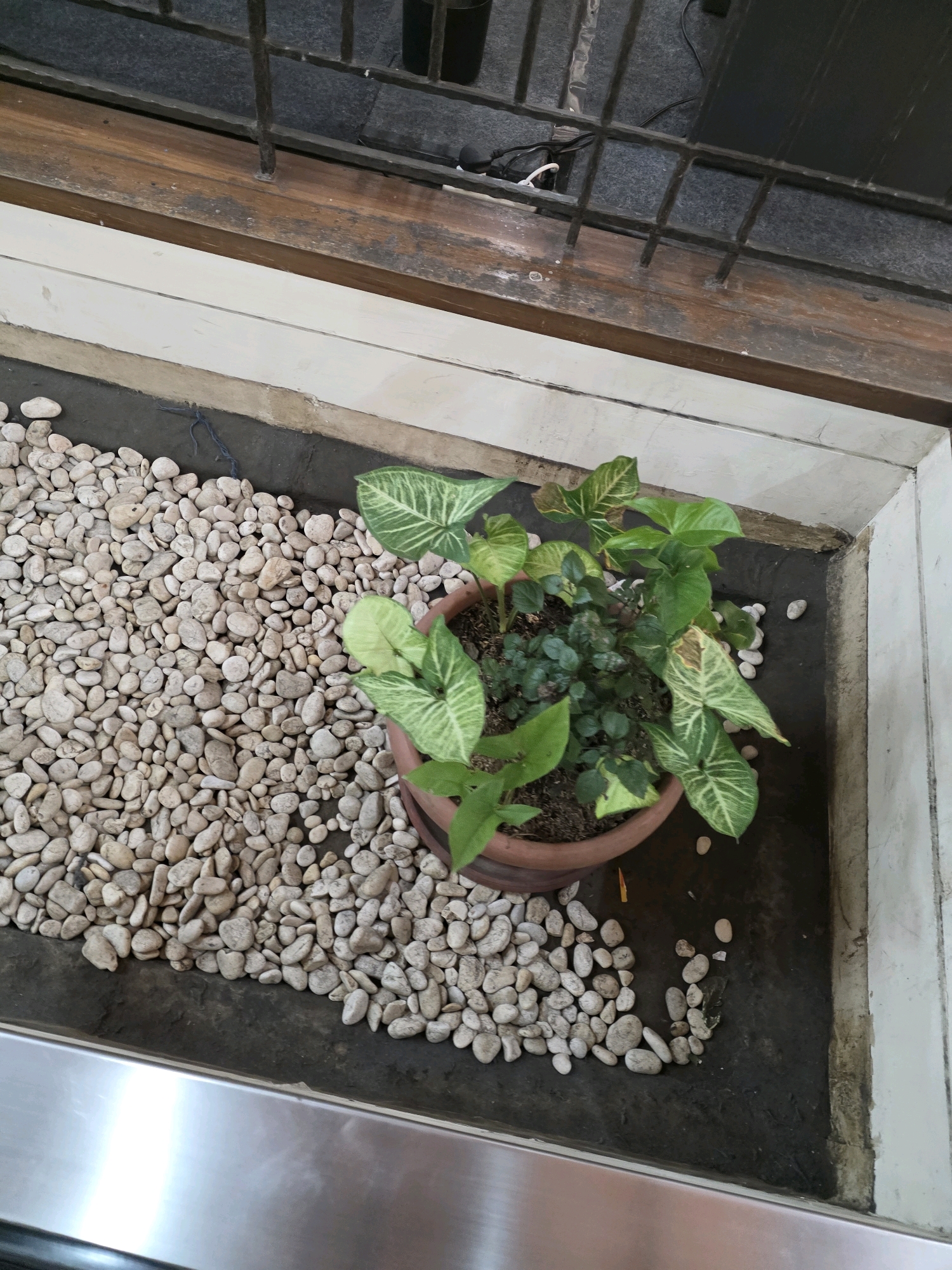 The image shows a potted plant with variegated green leaves in a terracotta pot. The pot is placed on dark ground surrounded by a border of light-colored pebbles. In the background, there is a wooden beam with metal bars above it, suggesting an outdoor or semi-outdoor location like a balcony, patio, or window sill. The overall setting appears to be a residential or commercial area.