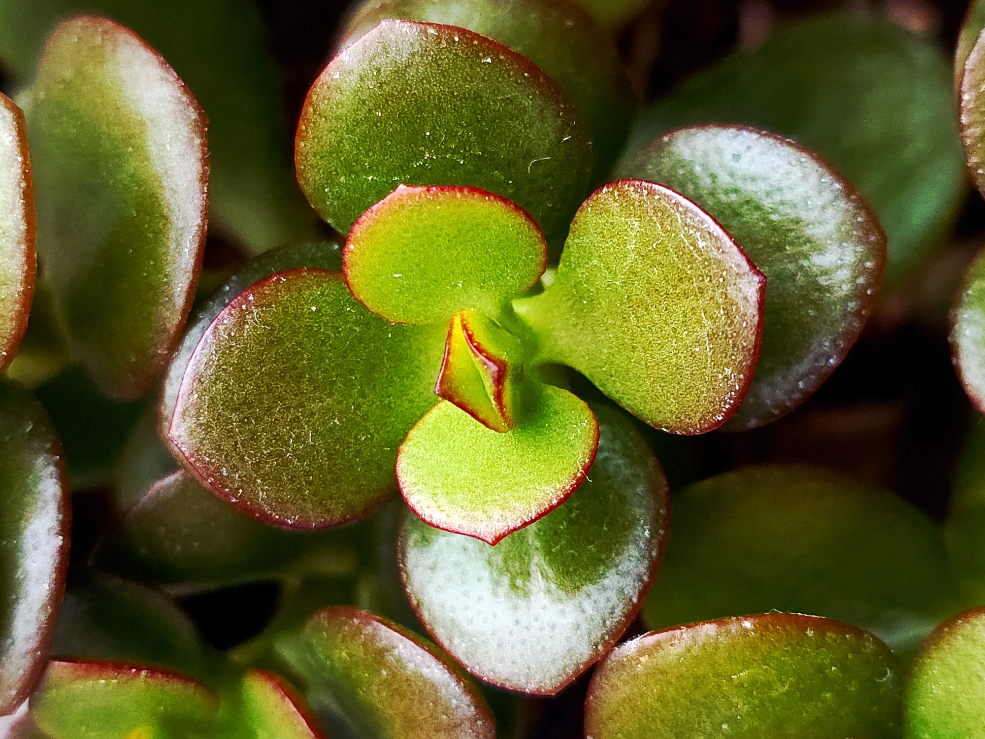 A close-up shot shows a cluster of succulent leaves. The leaves are primarily green with a red margin. The leaves appear fleshy and have a slightly glossy surface. The exact location is unknown.