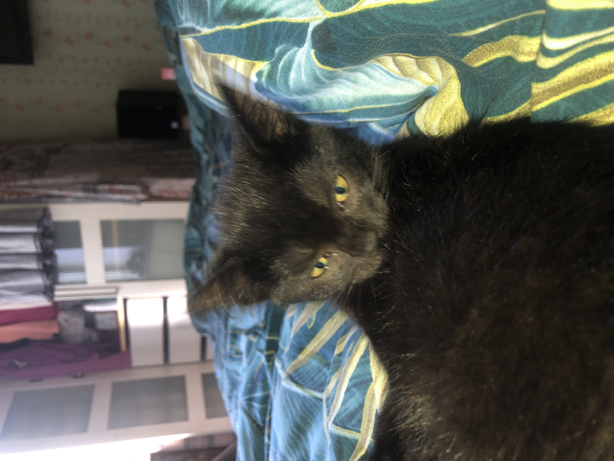 A black kitten with yellow eyes rests on a bed with blue and yellow striped bedding. The kitten is positioned in the foreground, partially obscured by the bedding. In the background, a closet with open doors is visible, revealing clothing and storage units. The room appears to be a bedroom, with soft lighting suggesting it may be daytime. The image does not contain any explicit indicators of the location being Molgovo, Russia.