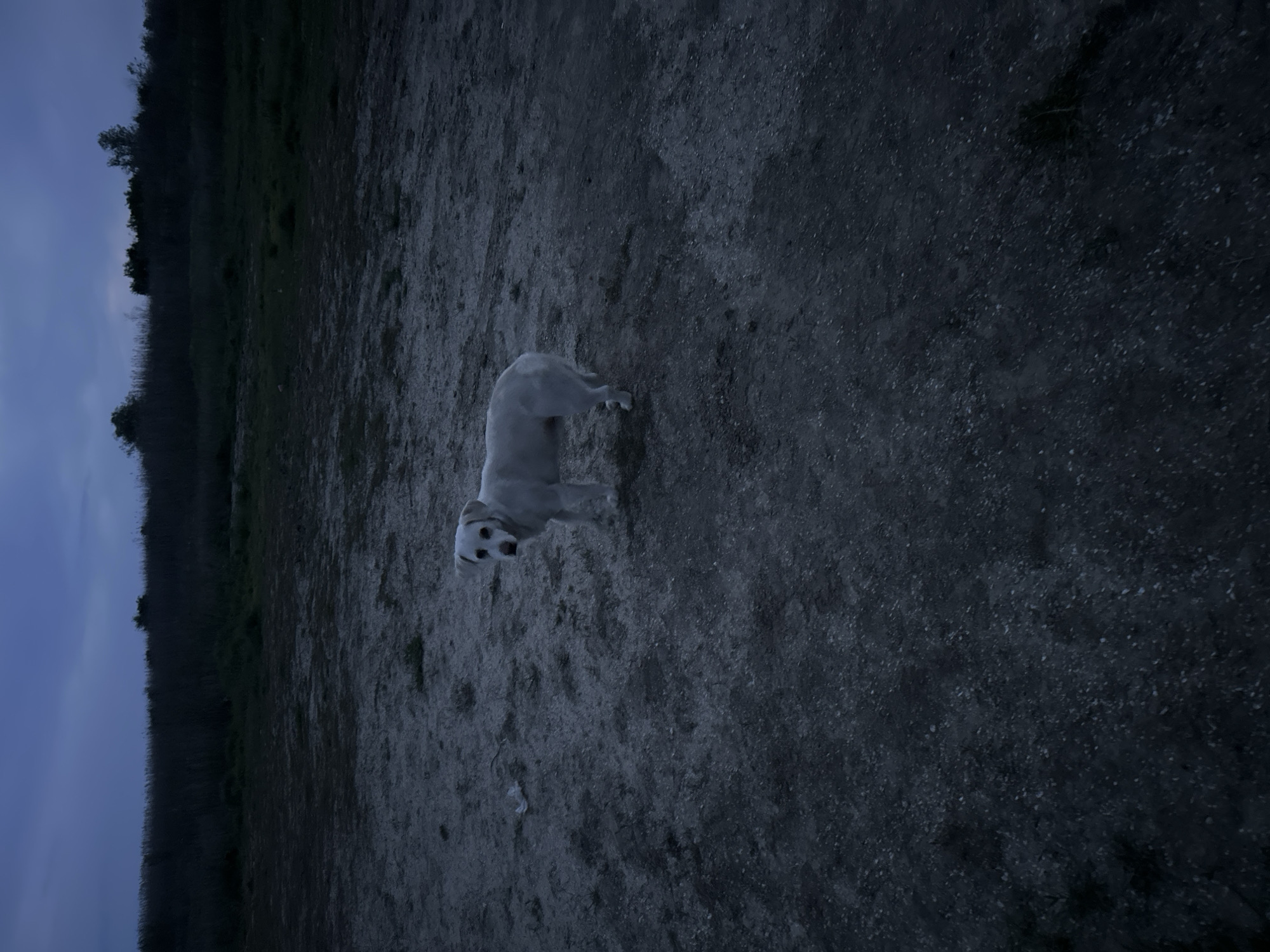 A dog stands on a dirt path with a grassy, tree-lined area to the left. The scene appears to be in Trastikovo, Bulgaria, based on the user prompt. The lighting is dim, suggesting it is dusk or night.