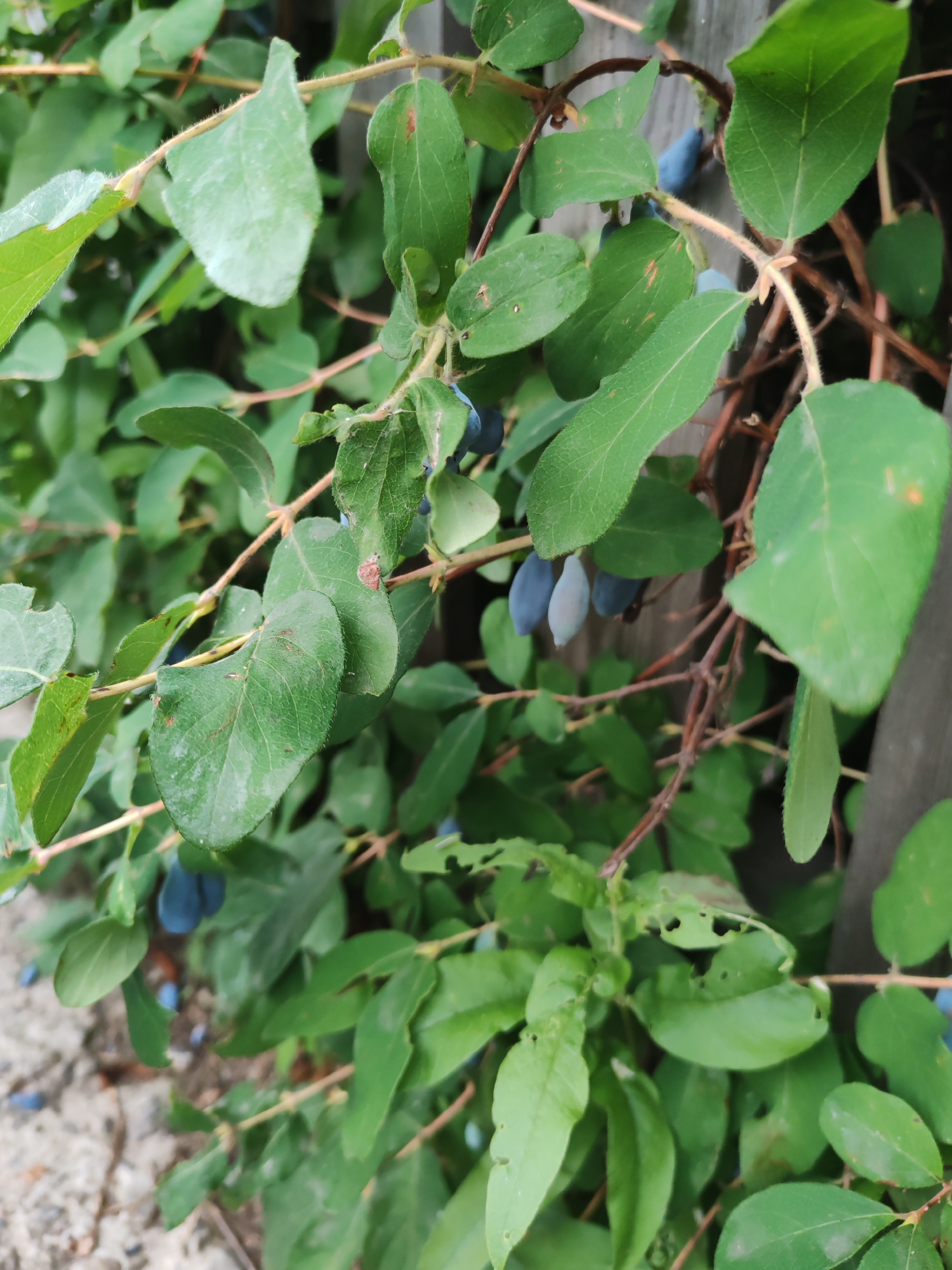 The image shows a close-up view of a honeysuckle bush with several ripe, elongated blue berries. The bush is densely leafy with green foliage and thin, brown stems. Some of the leaves show signs of minor damage, such as small holes. The background consists of a vertical wooden post, likely part of a fence or trellis, and a rough, gravelly ground surface. The lighting suggests an outdoor environment, possibly in a garden or natural setting. The scene appears to be located in the city of Molodezhny, Russia, though this context is not directly depicted within the image itself. There are no people or animals visible in the frame.