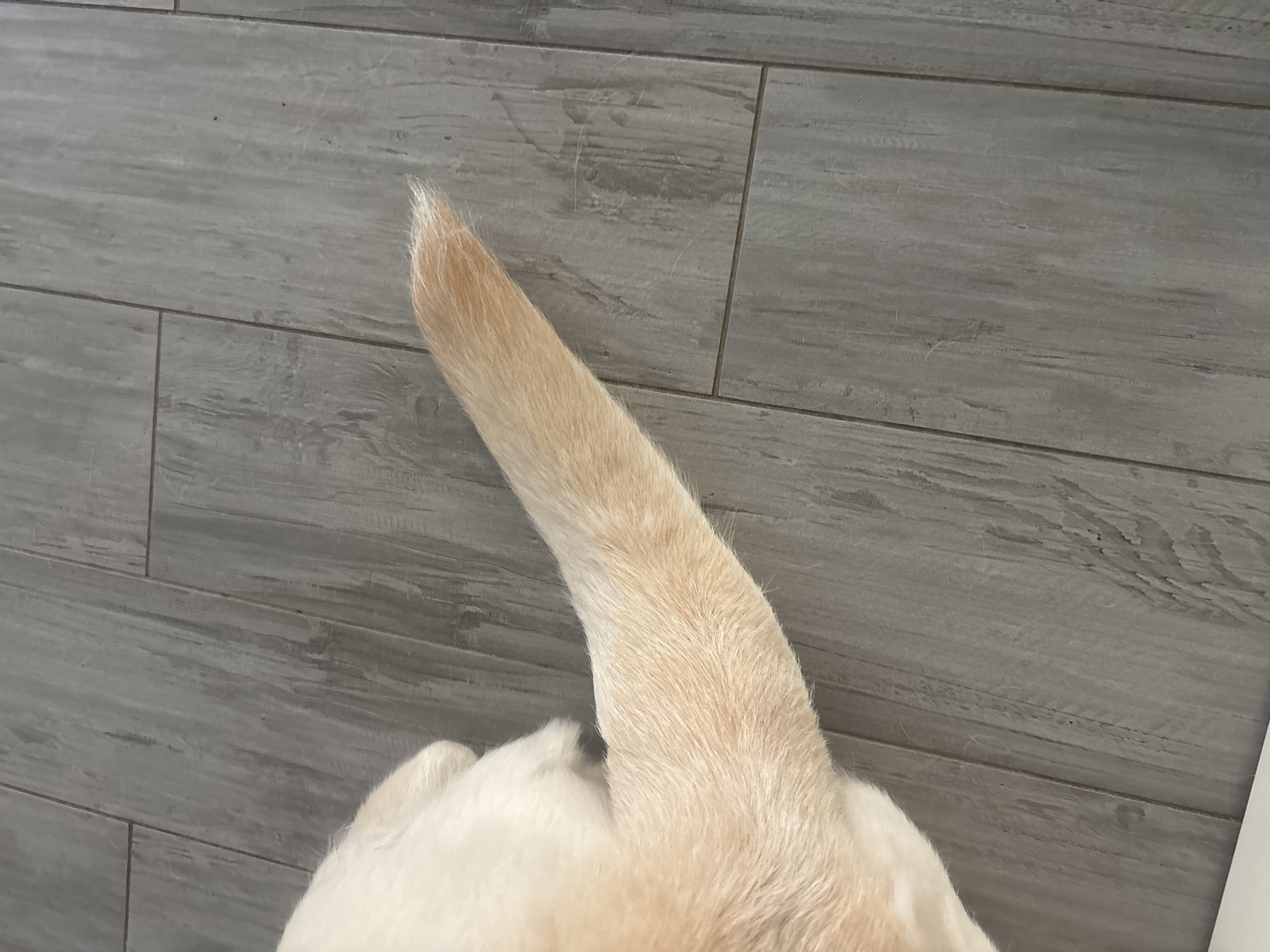 An image shows the tail of a dog lying on a gray wood-look floor. The tail is light brown and fluffy. The dog's body is visible on the left side of the image. The floor is made of planks with visible grain and grout lines.