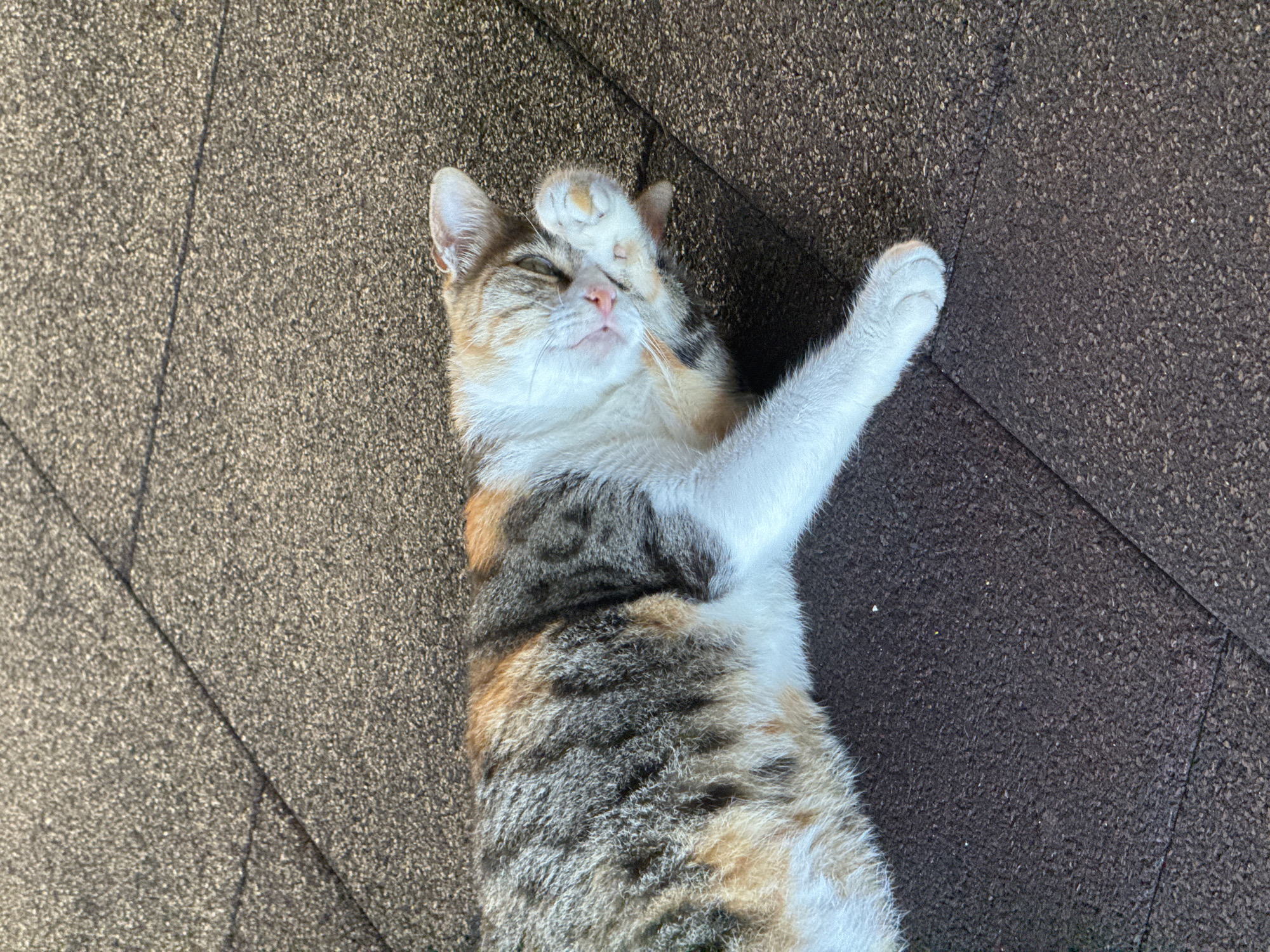 A calico cat is lying on its back on a dark, textured surface, possibly roofing shingles. The cat is curled up with its front paws covering its face, and its eyes are partially closed. The cat's fur is a mix of white, orange, black, and gray. The surface it is lying on is a dark, rough material with visible seams or lines running through it. The lighting suggests it is outdoors and the sun is casting shadows. There are no people or other animals present in the image. The scene depicts a domestic cat relaxing in an outdoor environment. The specific location in Aksu, Turkey, cannot be determined from the image alone.