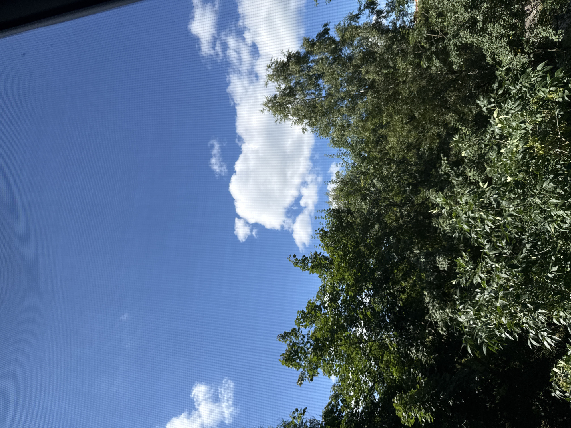 The image depicts a view of the sky and treetops from a window in Khimki, Russia. The sky is a clear blue with scattered white cumulus clouds. A dense canopy of green trees, including deciduous varieties, dominates the lower portion of the frame. The sun is visible, casting shadows and illuminating the foliage. The window pane exhibits a subtle grid pattern, suggesting it may be screened. No people or structures other than the implied window are visible.