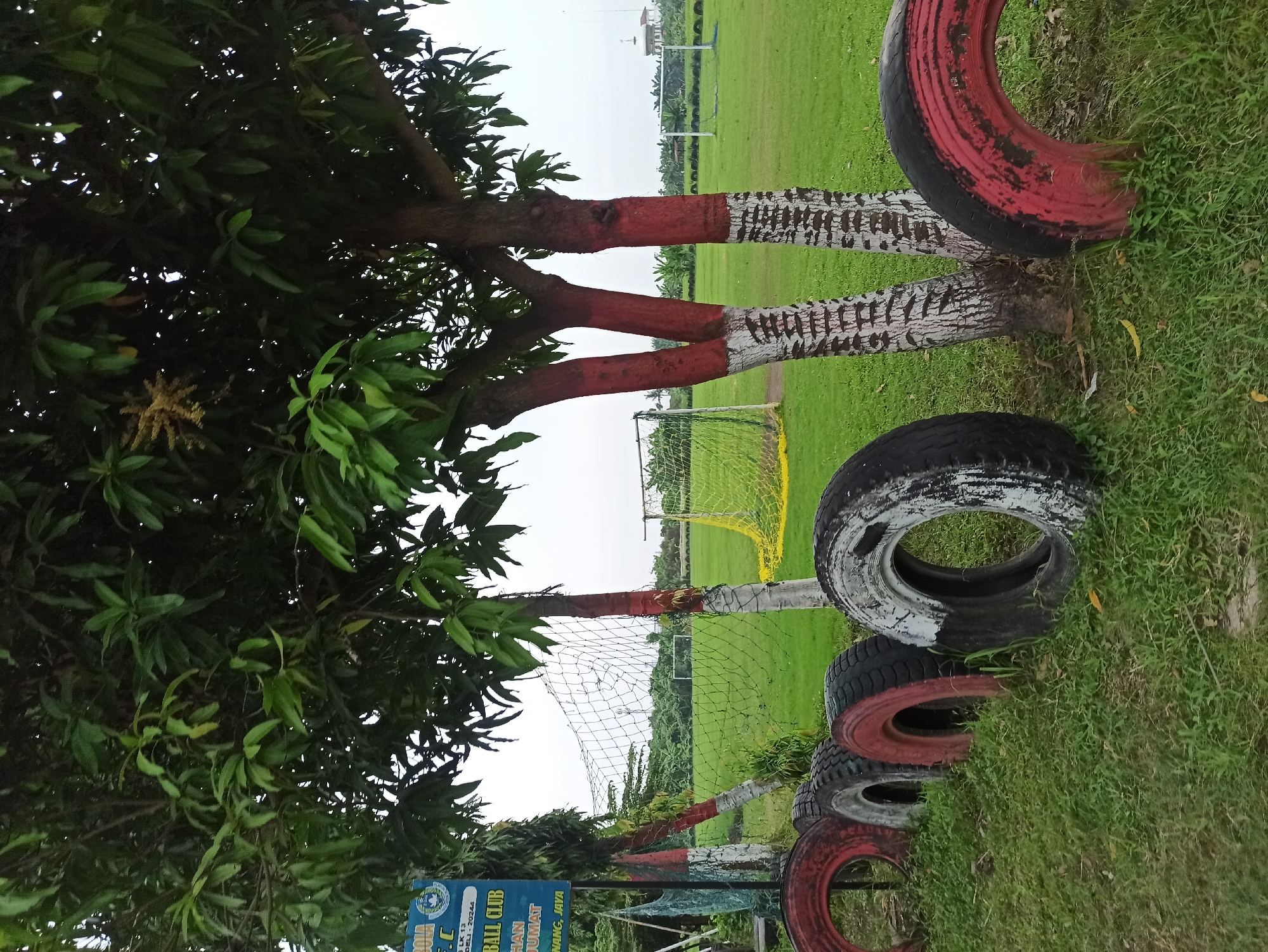 The image depicts an outdoor scene at a football club. In the foreground, a row of weathered tires, some painted red and white, are partially buried in the grass. Behind the tires, several trees with their lower trunks painted red and white stand tall. Beyond the trees, a green football field is visible, with a net in the background. A sign, partially obscured by leaves, is present on the left side of the image. The sky is overcast, suggesting a cloudy day. The overall impression is that of a sports facility in a rural or suburban setting. There are no people or animals visible in the image.