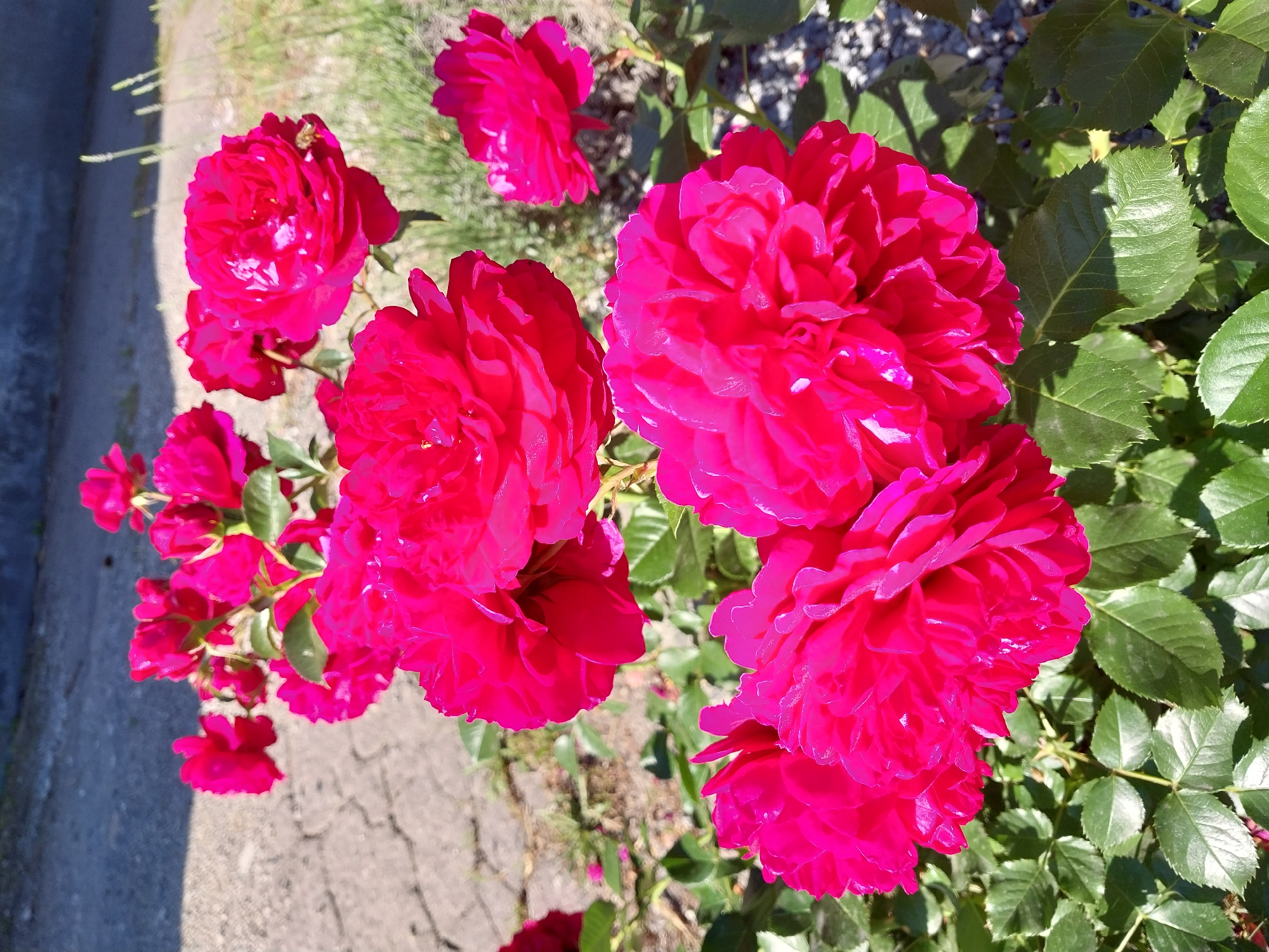 A close-up, high-angle shot captures a cluster of vibrant, fuchsia-pink roses in full bloom, some partially unfurled, against a backdrop of green leaves and a blurred grey and brown textured ground, possibly a pathway, in Doslidne, Ukraine. The sunlit flowers display intricate petal formations, with a few drops of water glistening on the petals of the rose in the foreground. A small, light-brown insect, likely a bee, is visible on the petals of a rose in the upper right portion of the frame. The overall scene suggests a sunny day in a garden or outdoor setting.